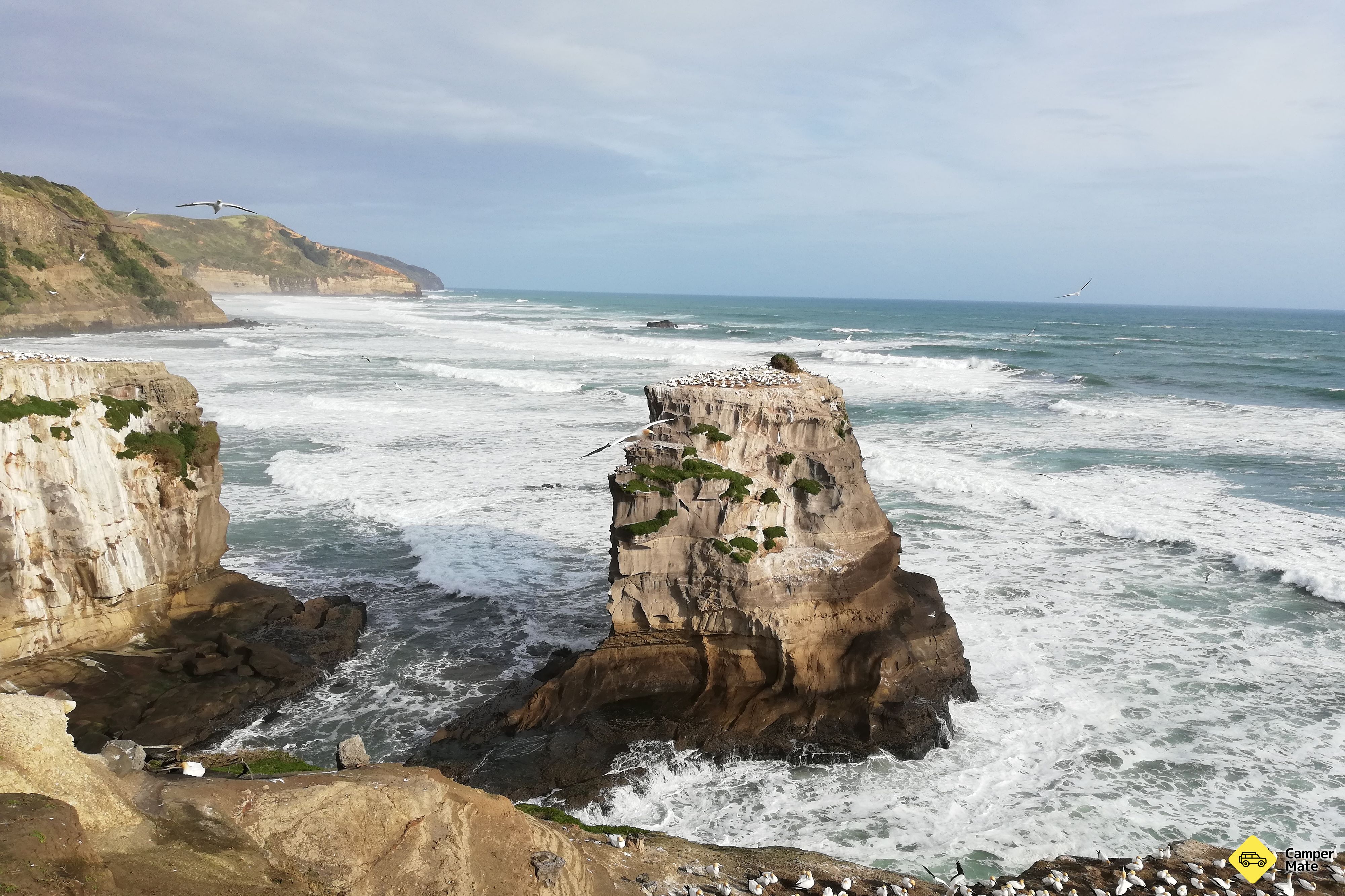 Muriwai Gannet Colony Point de vue - Image 3