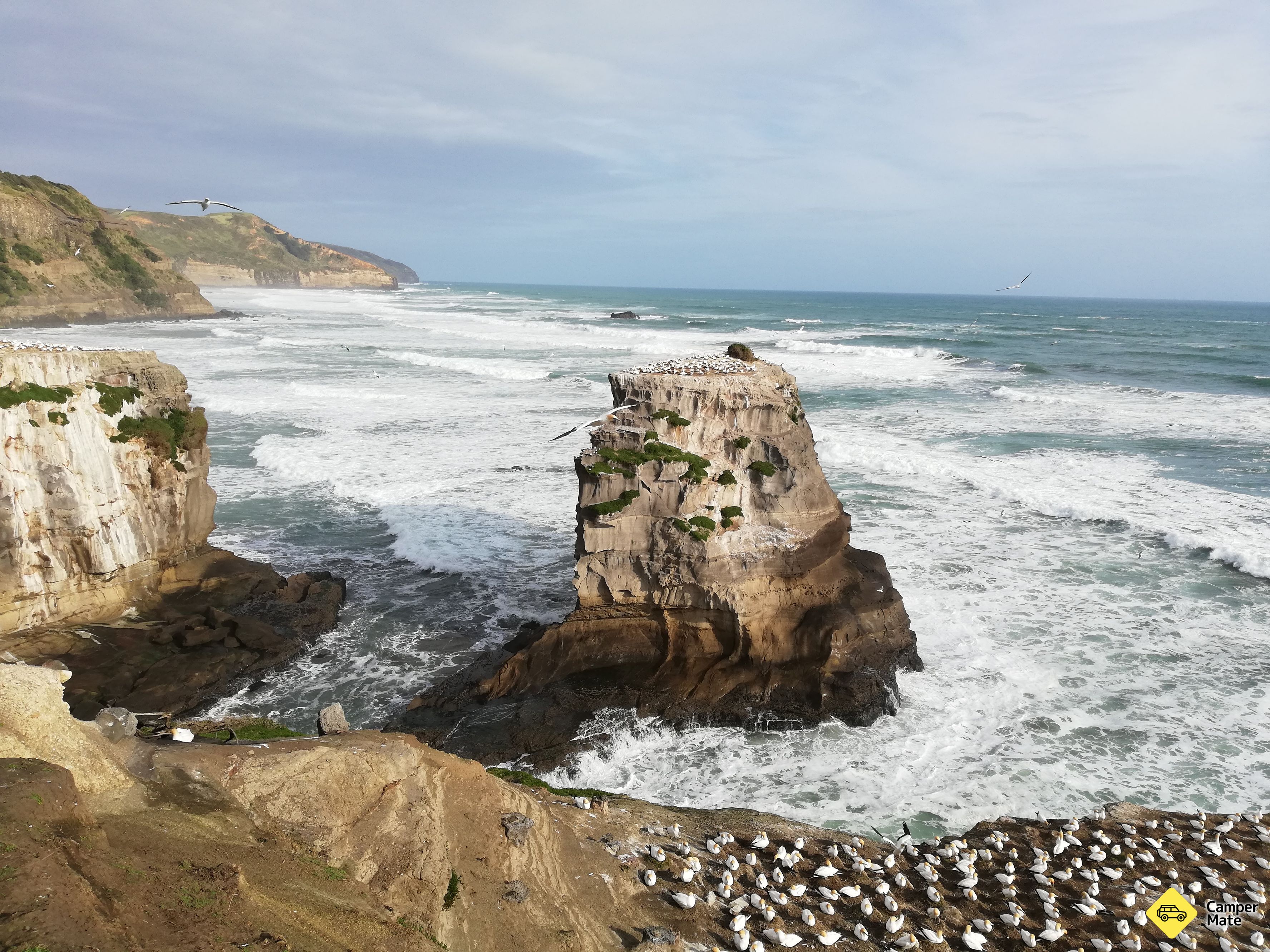 Muriwai Gannet Colony Point de vue - Image 3