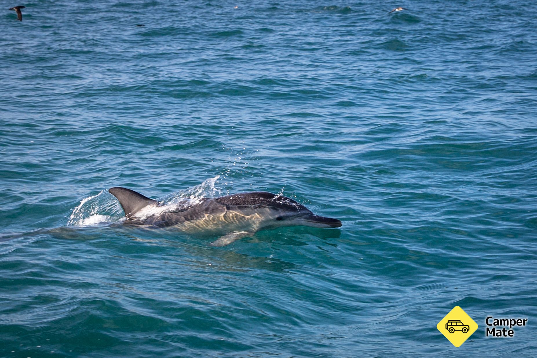 Abel Tasman Eco Tours - Image 3