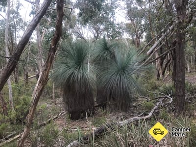 Grass Tree Rest Area