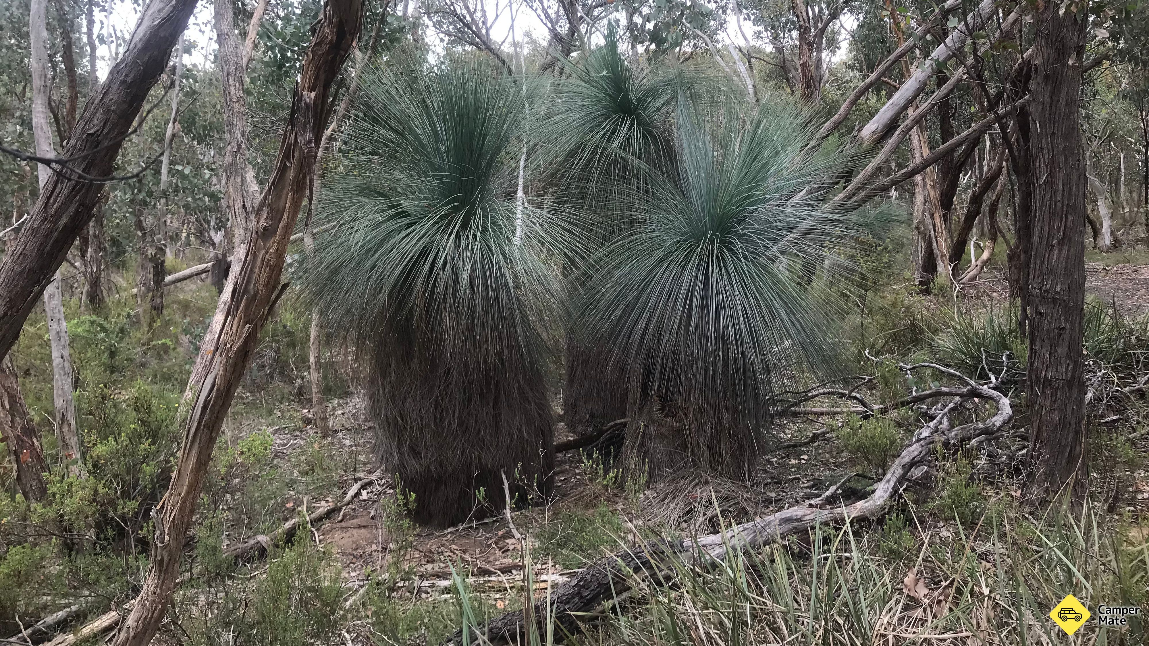 Grass Tree Rest Area
