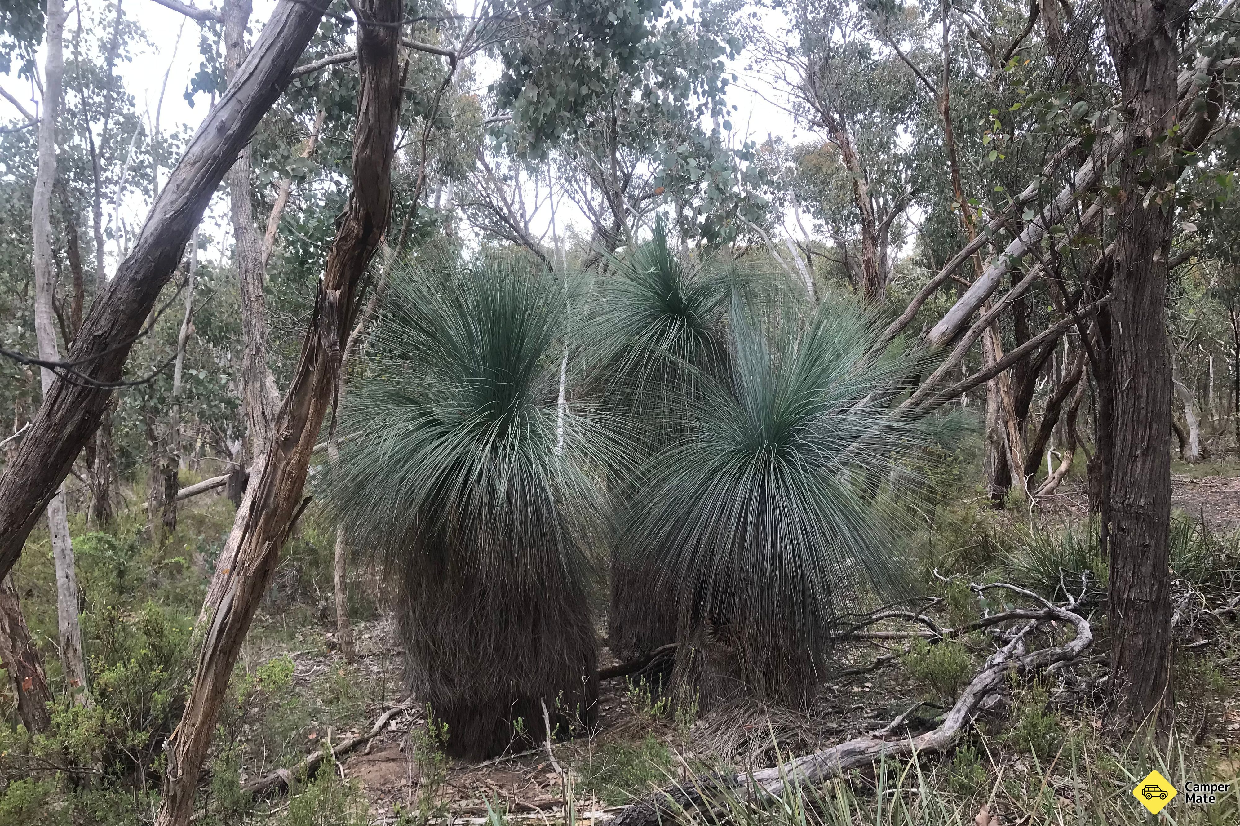Grass Tree Rest Area