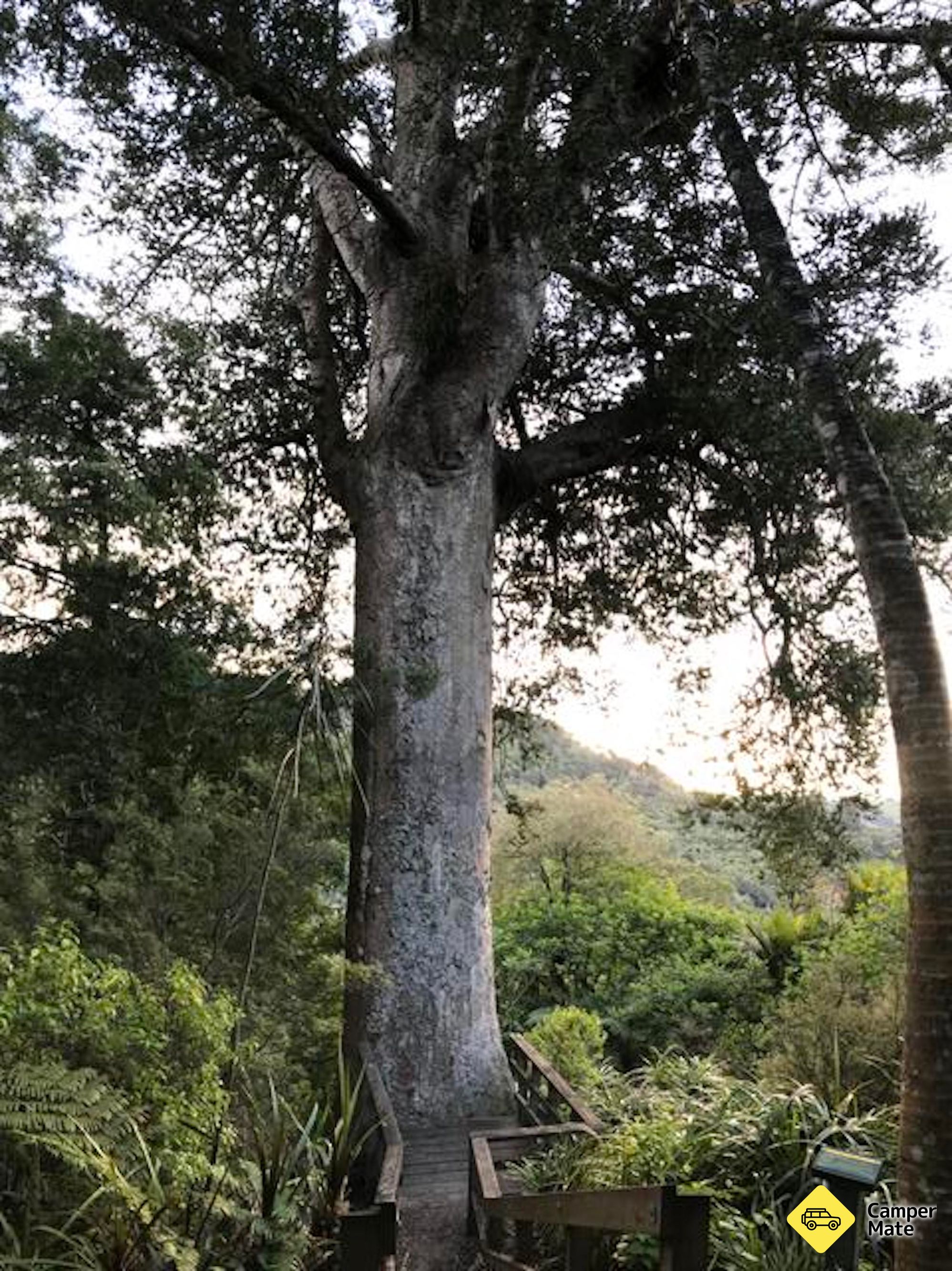 Kauri Loop Track - Image 3