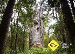Waipoua Forest Tours