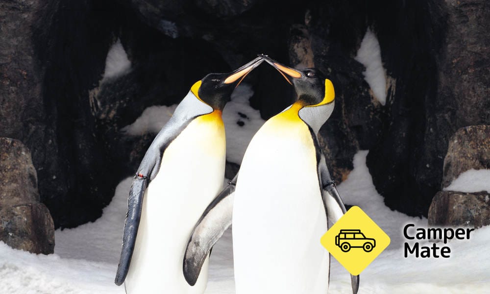 Kelly Tarlton's Sea Life Aquarium - Image 3