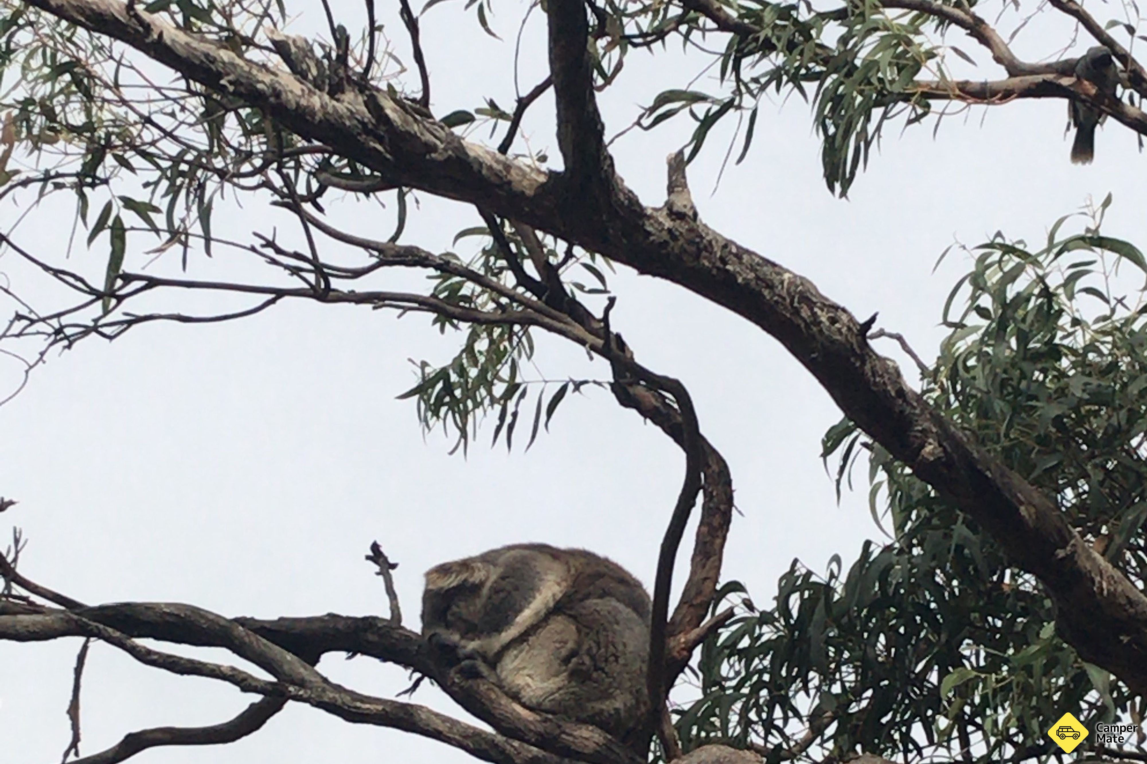 Raymond Island Koala Trail - Image 2