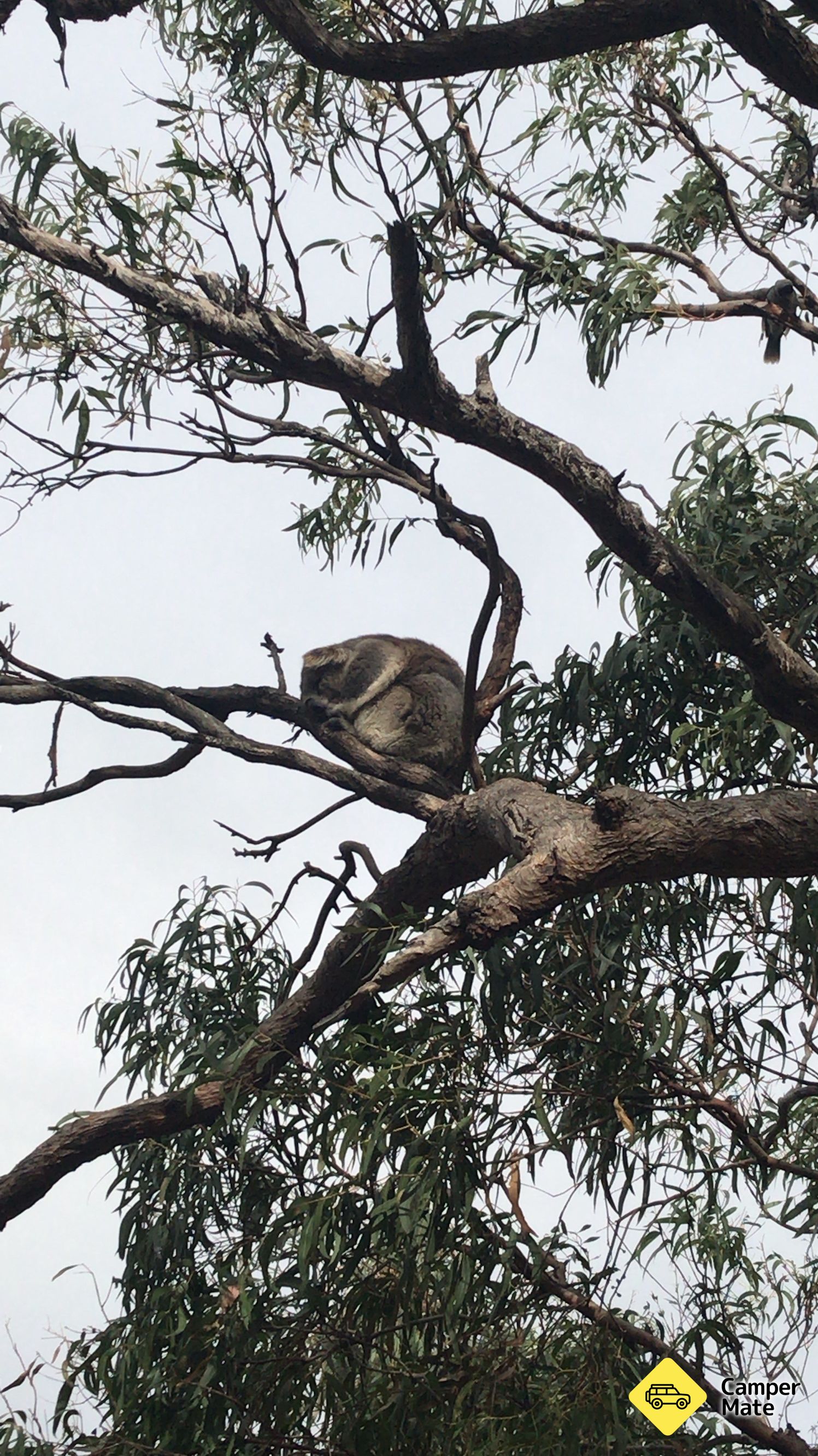 Raymond Island Koala Trail - Image 2