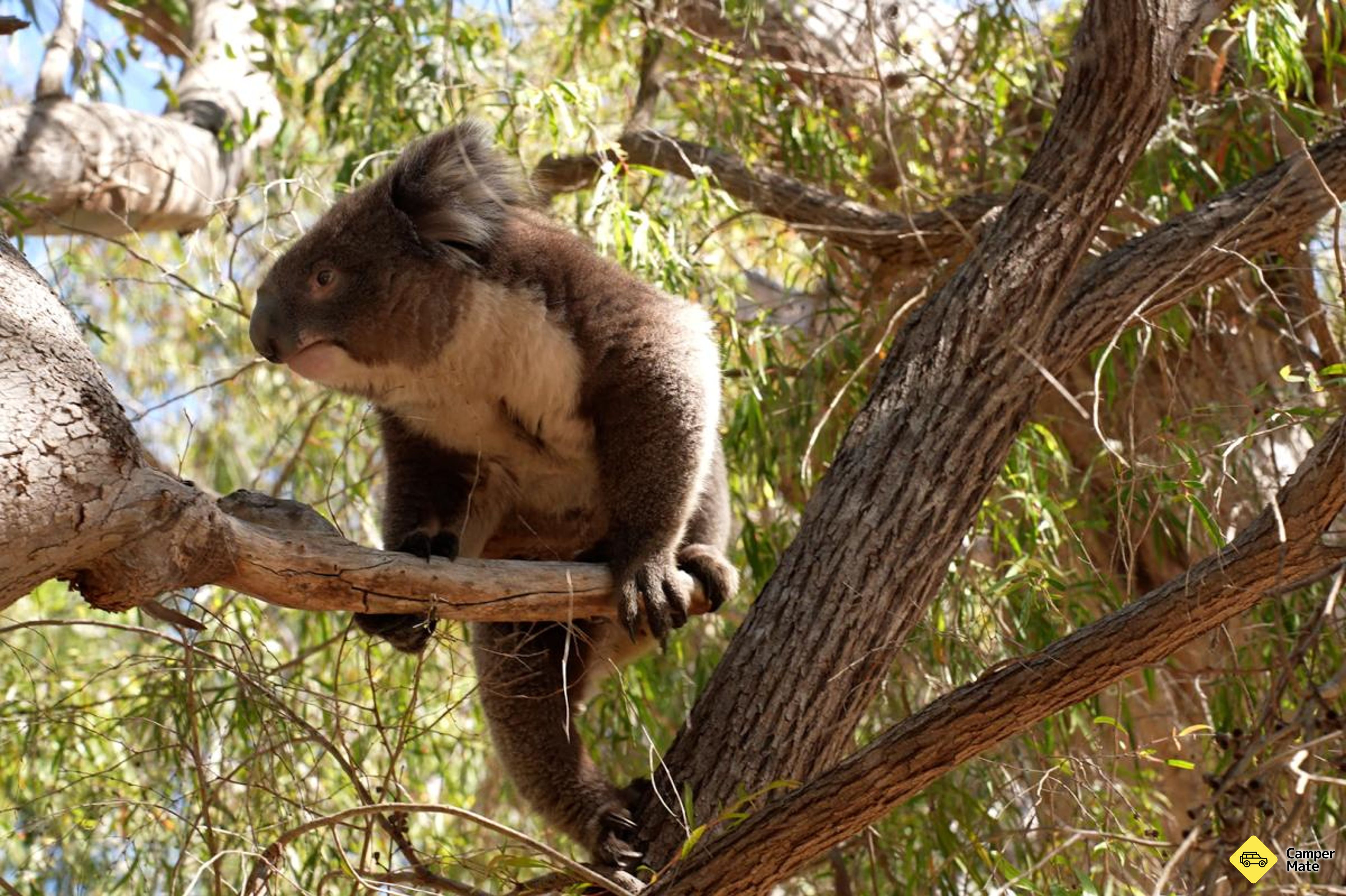 Om Koala Boardwalk - Image 2