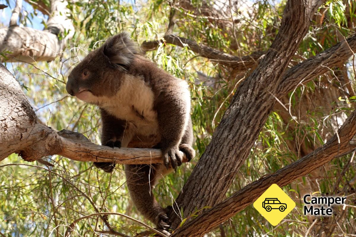 Om Koala Boardwalk - Image 2