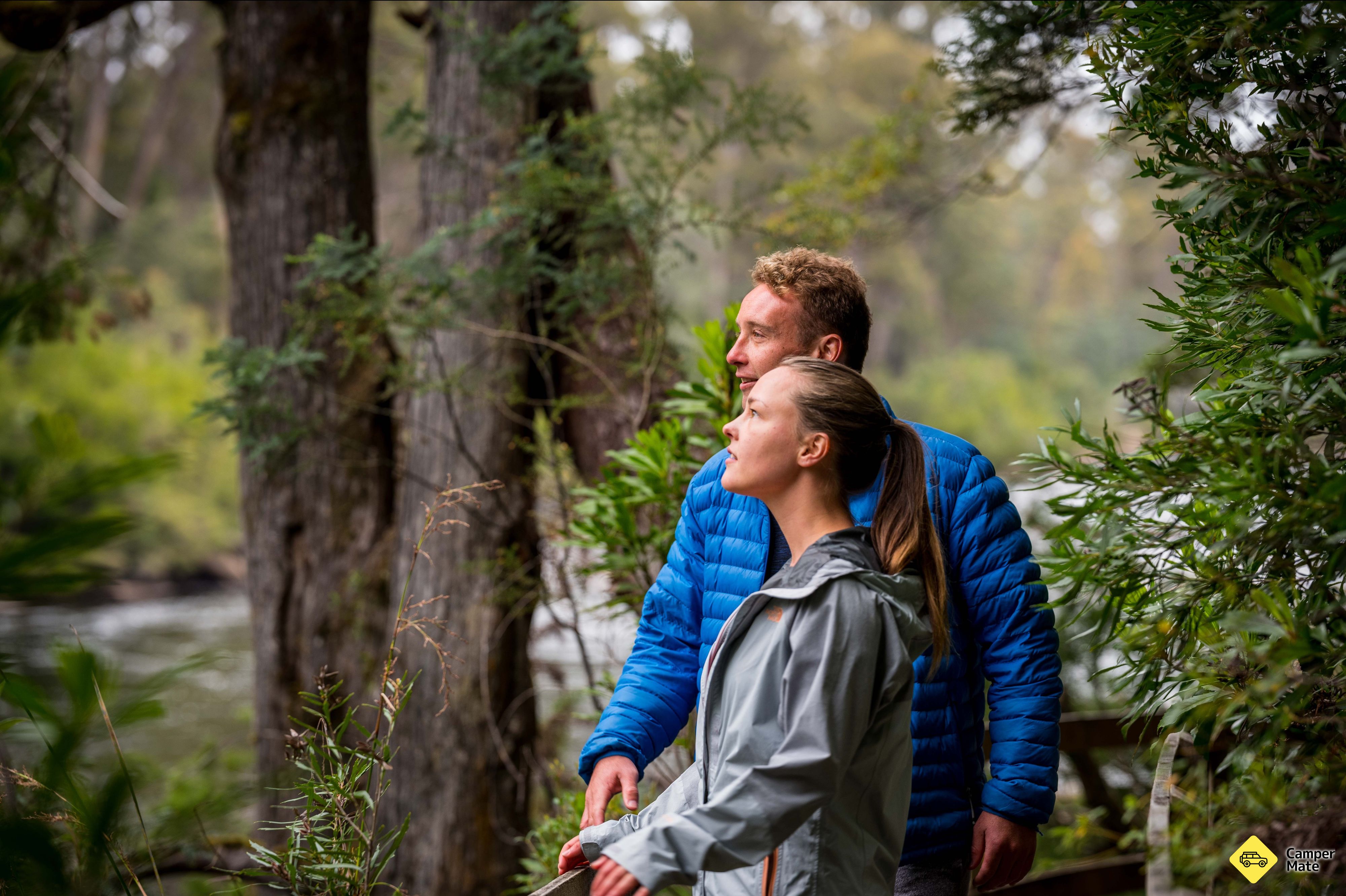 Tahune Forest AirWalk - Image 2
