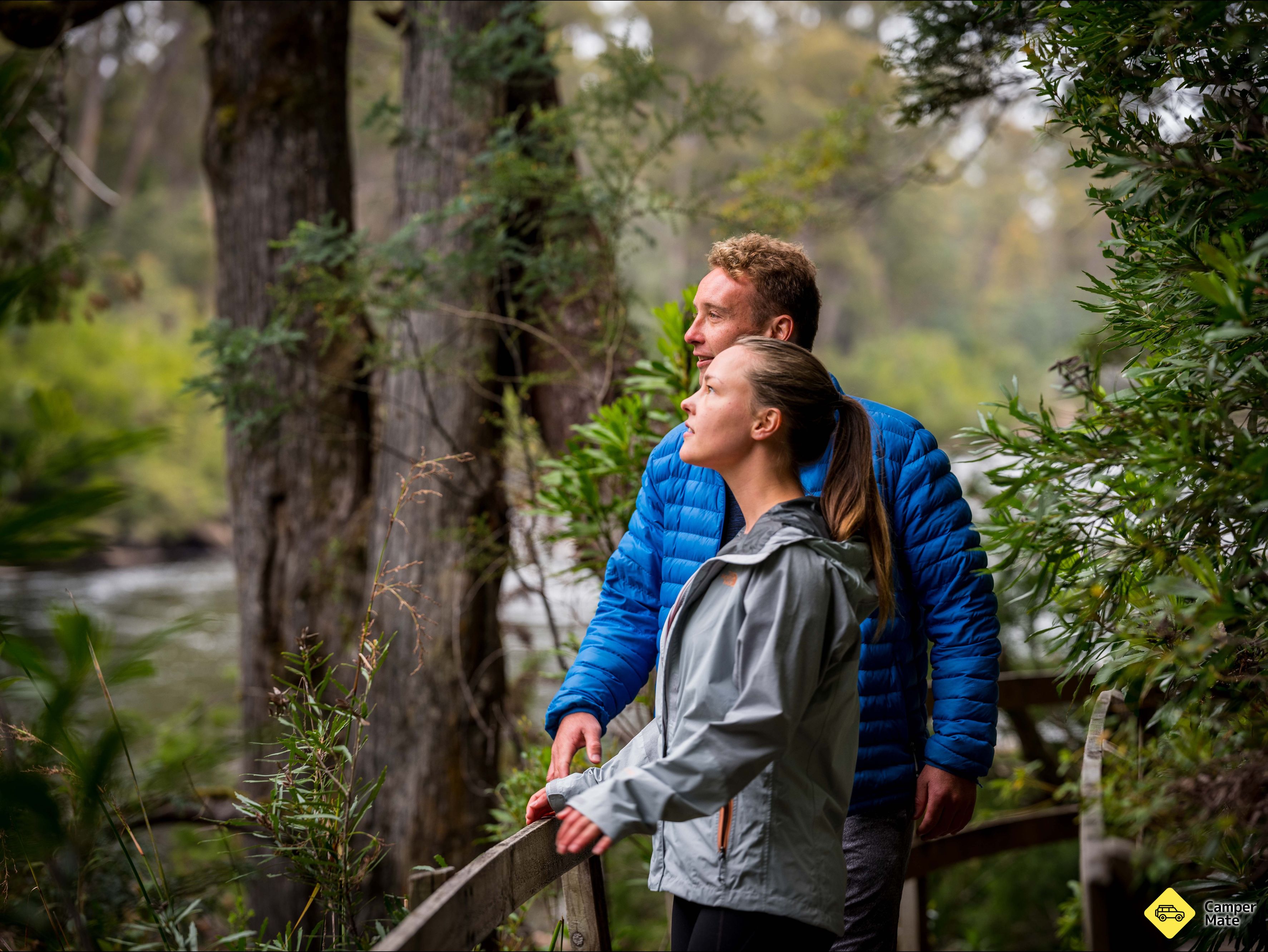 Tahune Forest AirWalk - Image 2