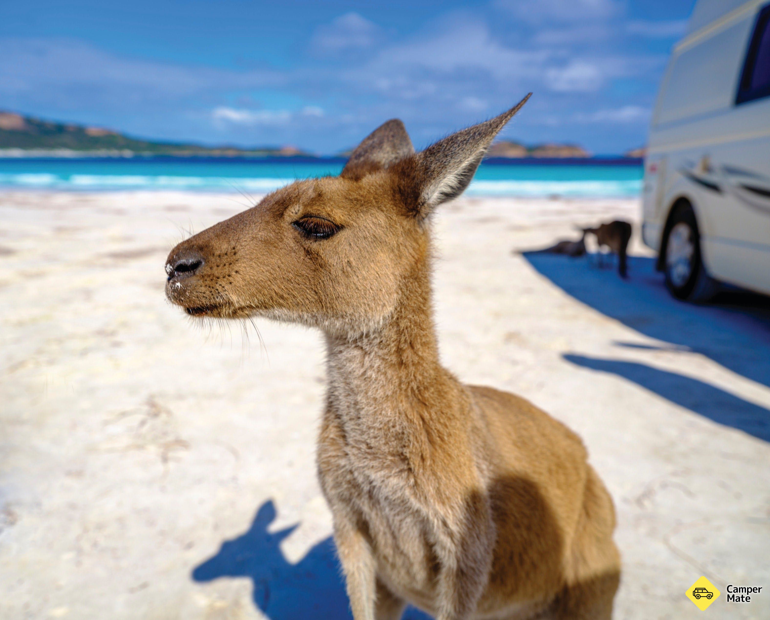 Lucky Bay - Image 2
