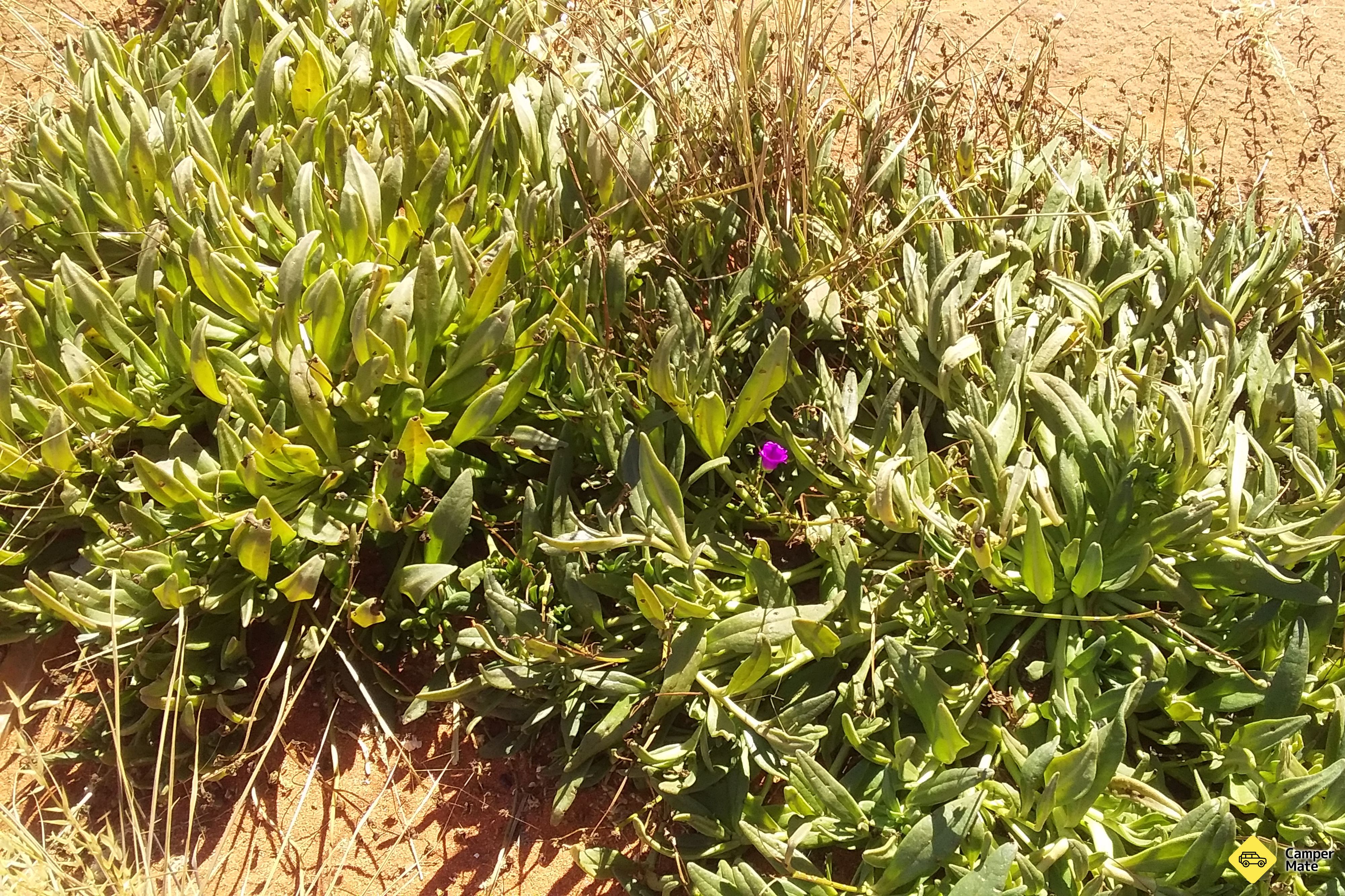 Mt Polhill Rustgebied - Image 3