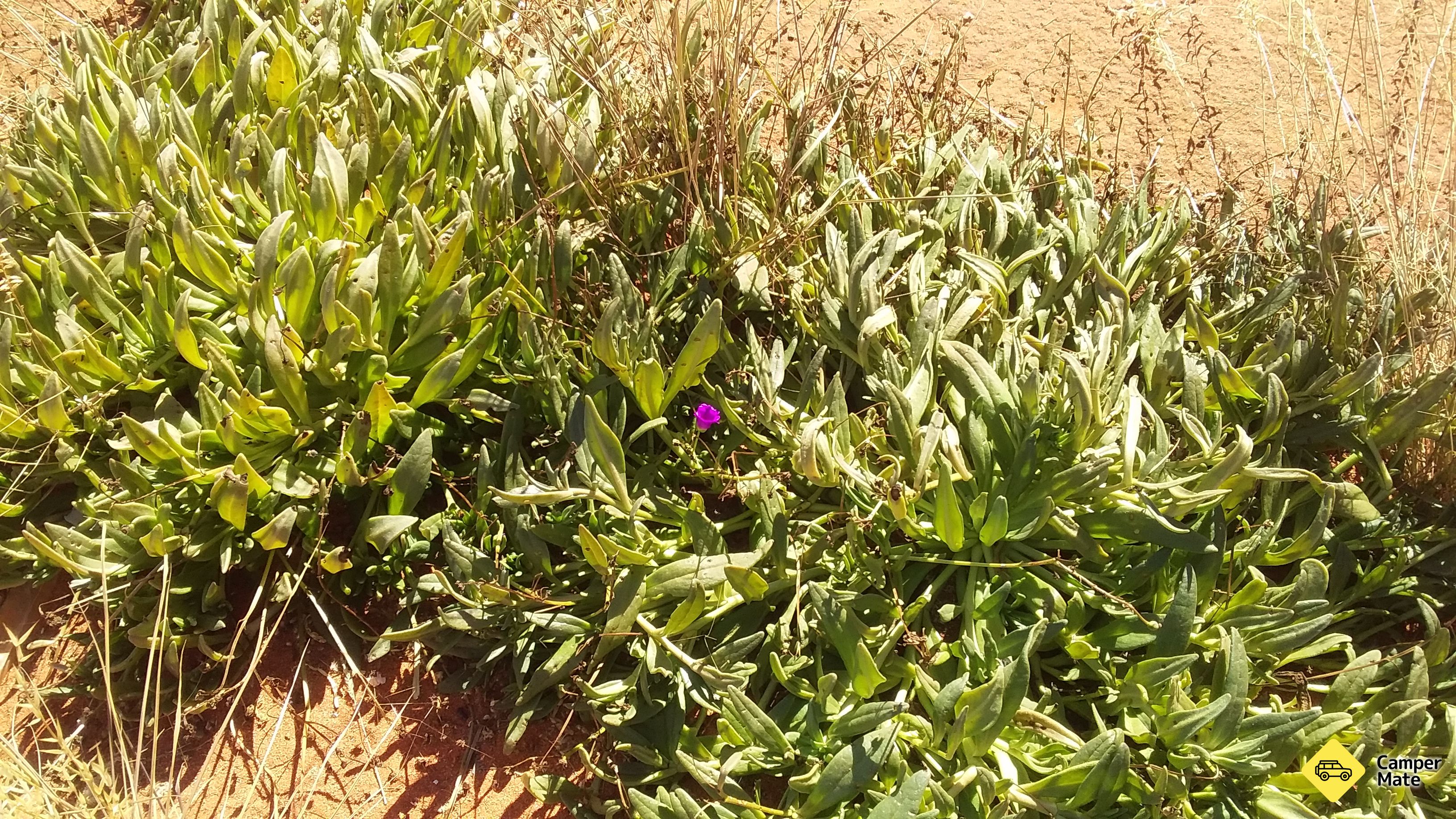 Mt Polhill आराम क्षेत्र - Image 3