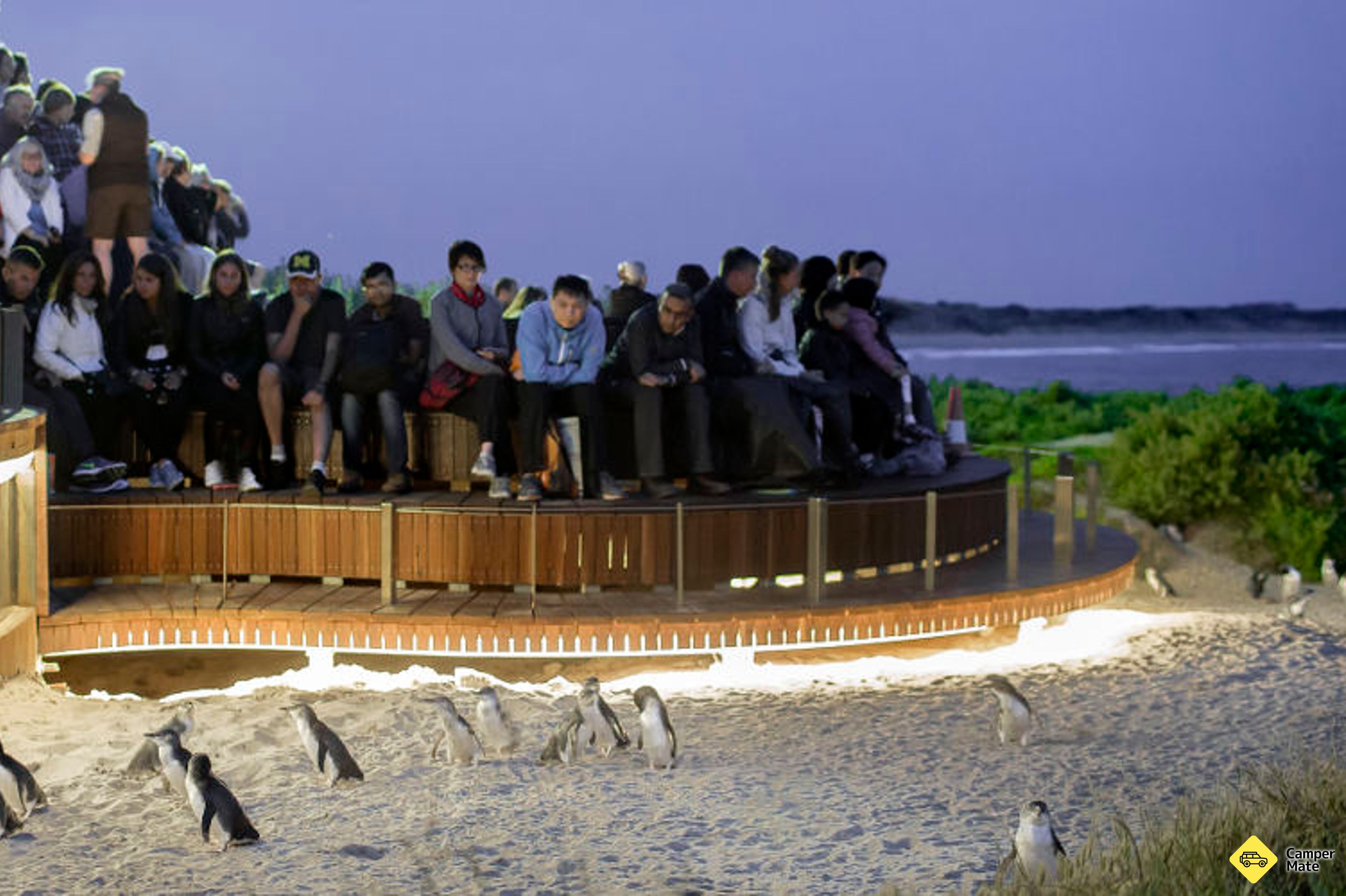 Phillip Island Penguin Parade - Image 2