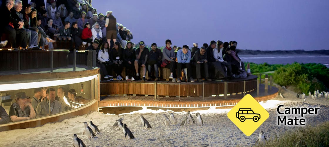 Parada de pingüinos de Phillip Island - Image 2