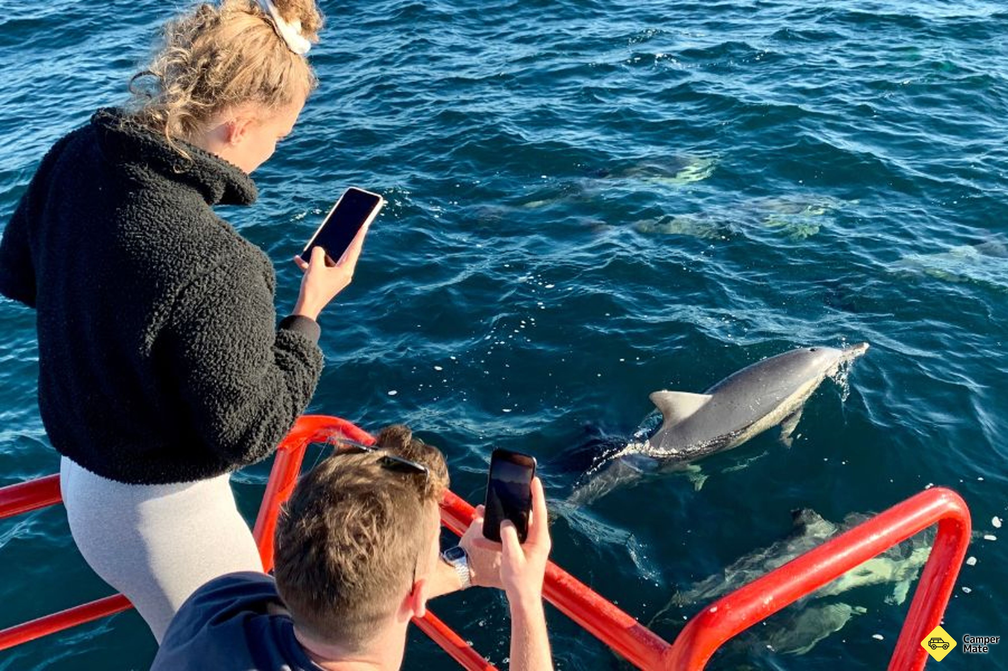 Hotéis em Port Stephens Dolphin Watch Cruise - Image 2