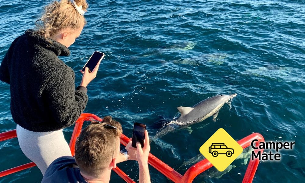Port Stephens Dolphin Watch Cruise - Image 2