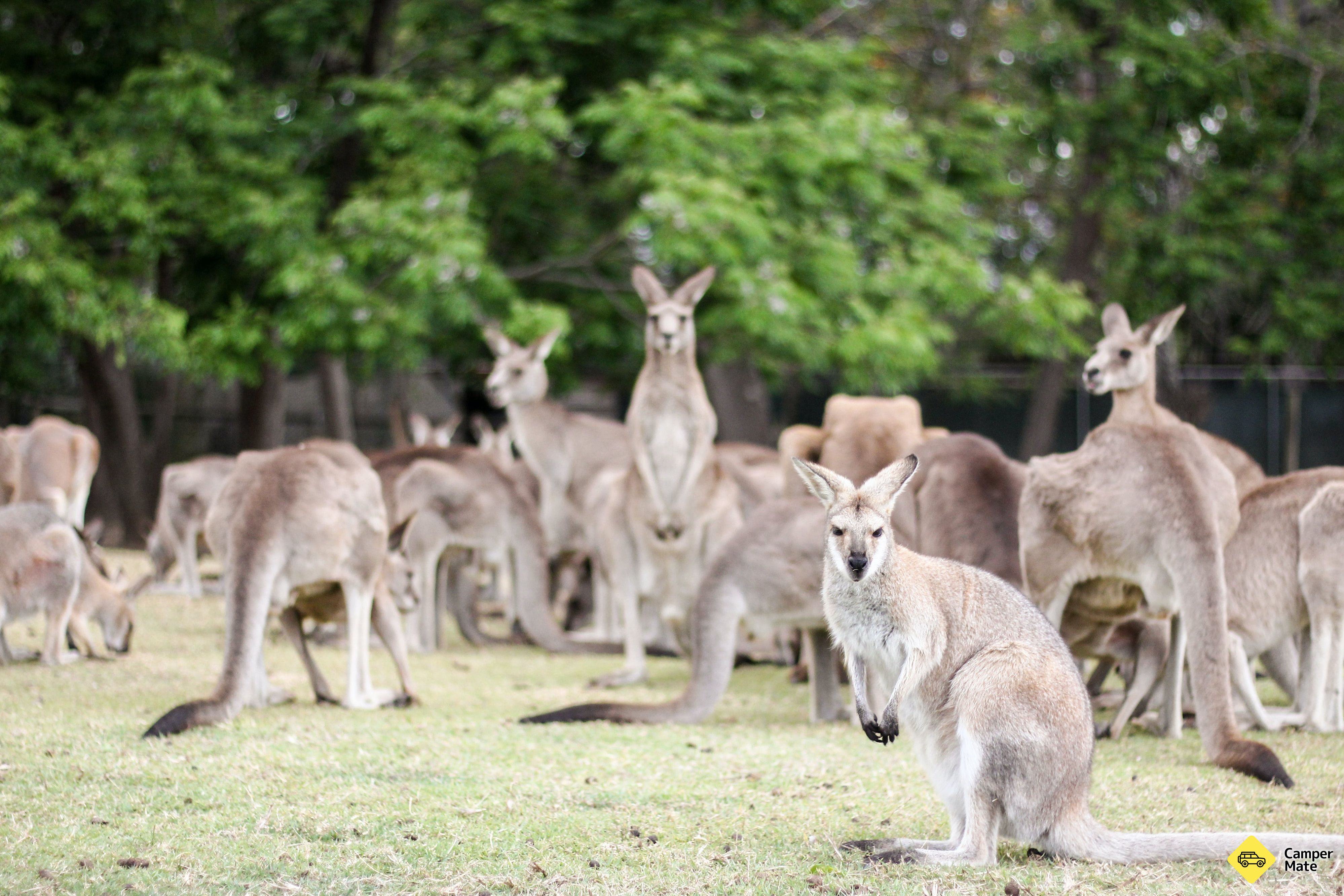 Hôtel Lone Pine Koala Sanctuary - Image 2