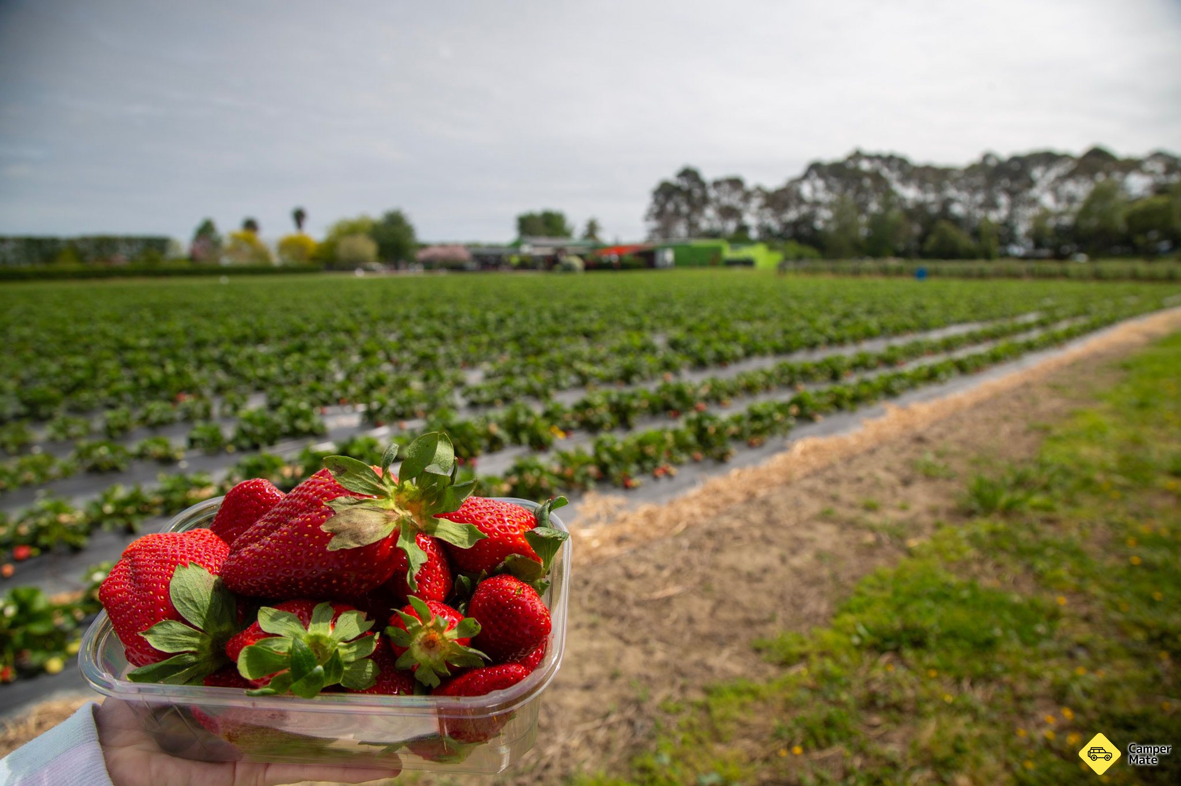 Julians Berry Farm - Image 2