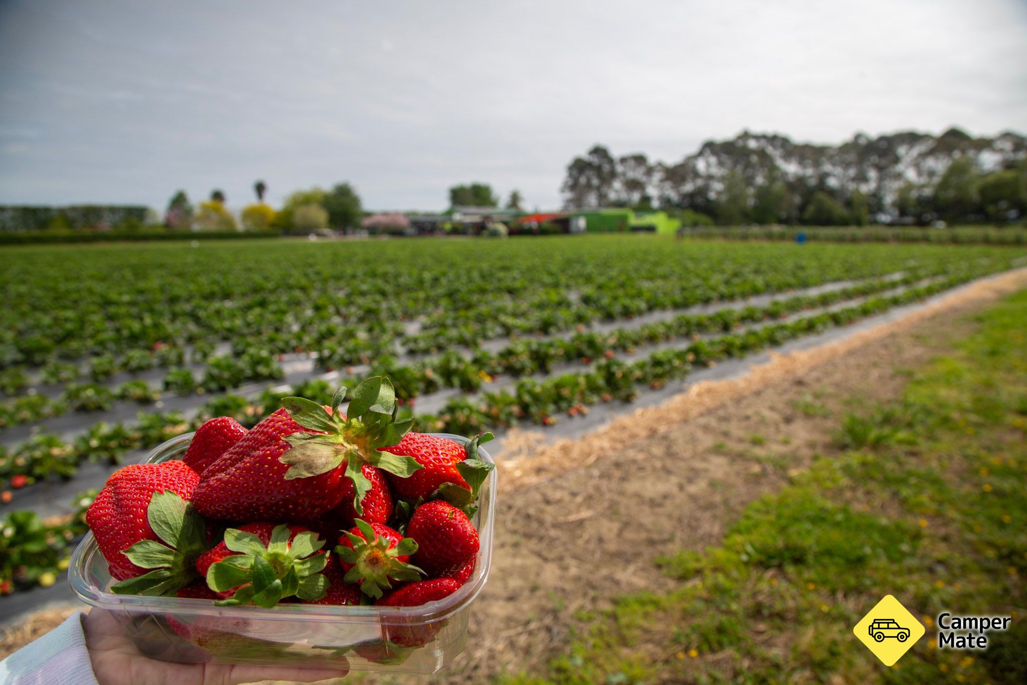 Julians Berry Farm - Image 2