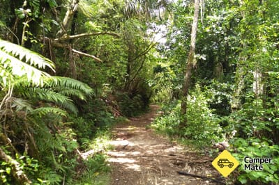 Otanewainuku Rimu Loop Walk