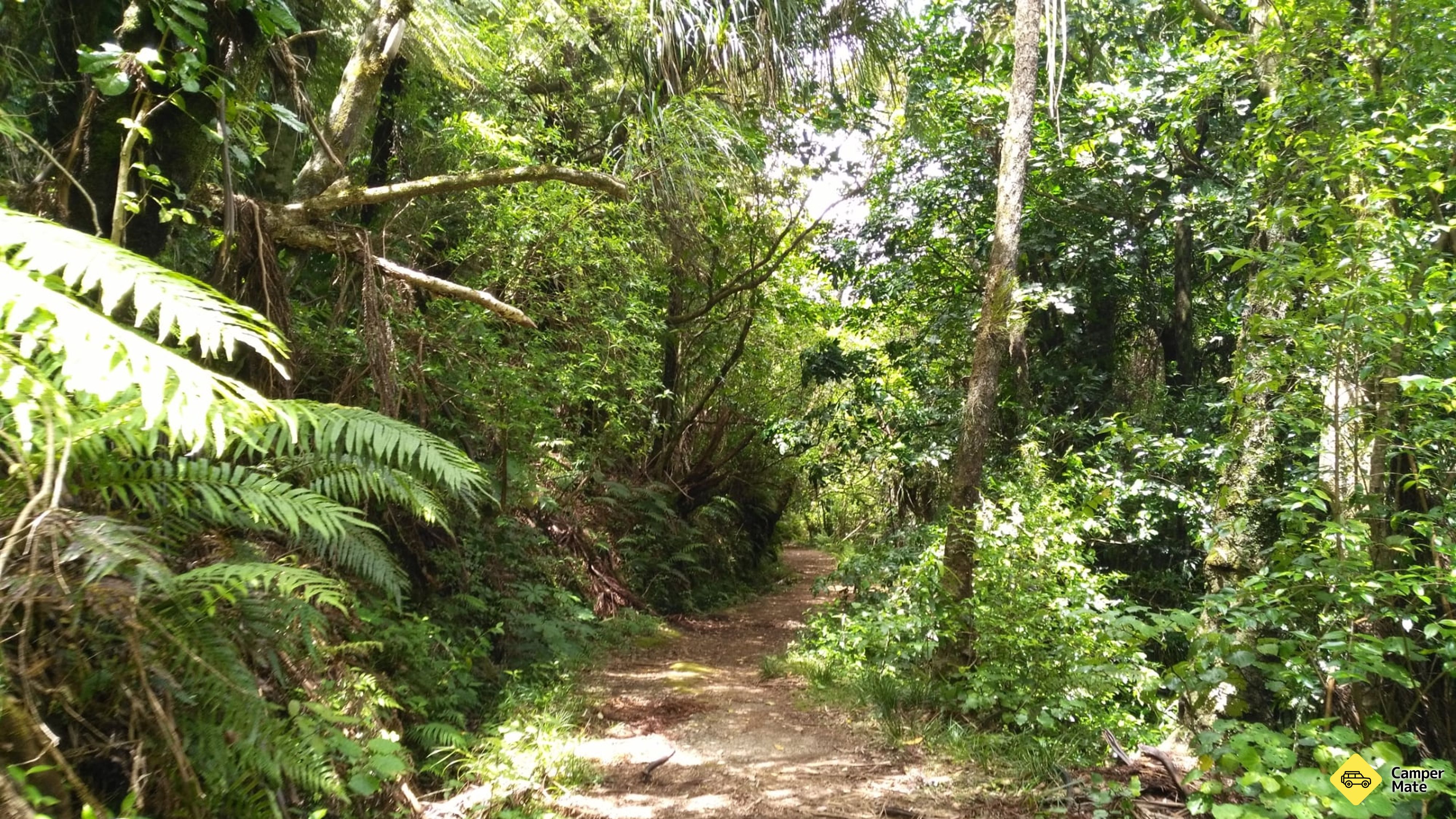 Otanewainuku Rimu Loop Walk