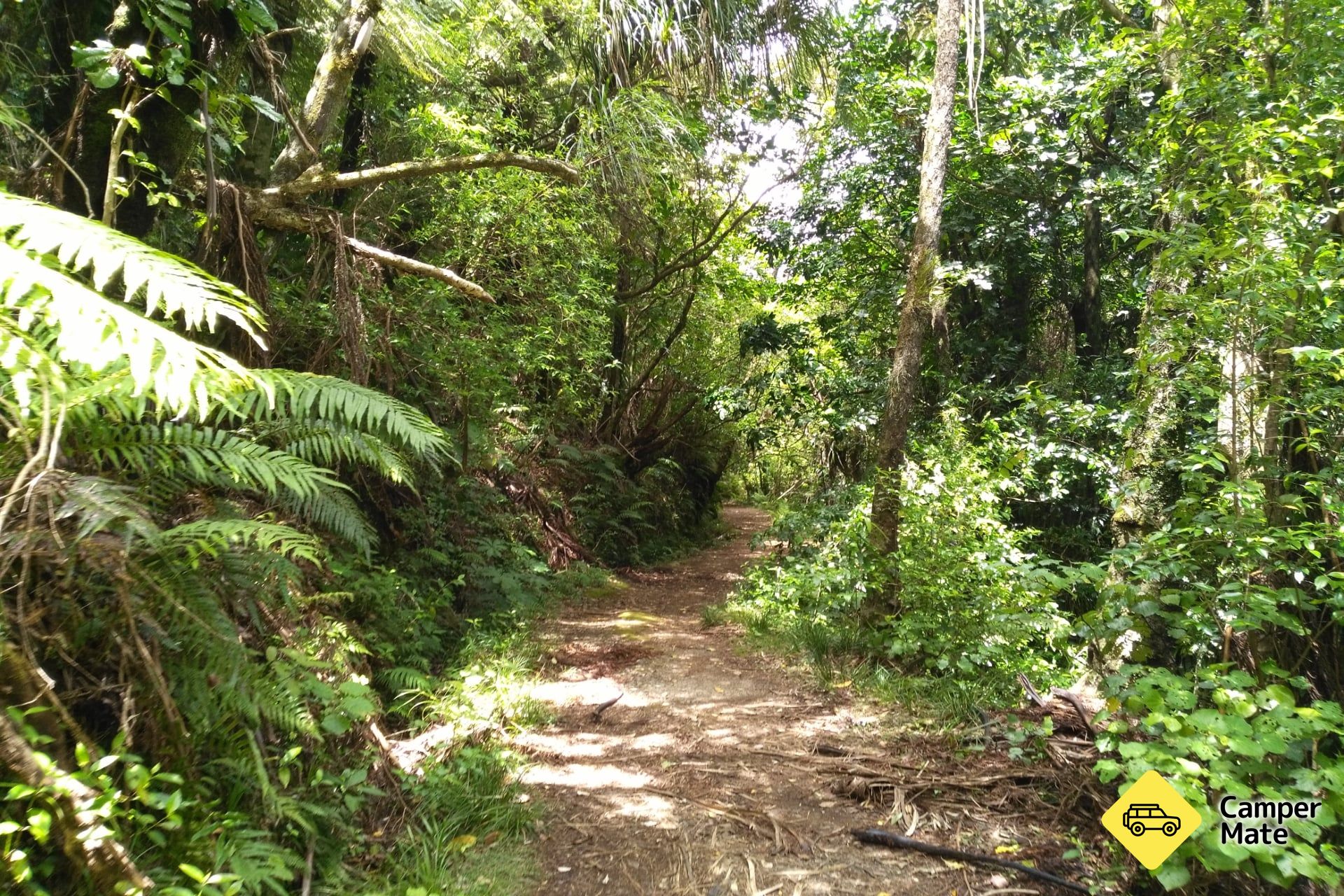 Otanewainuku Rimu Loop Walk