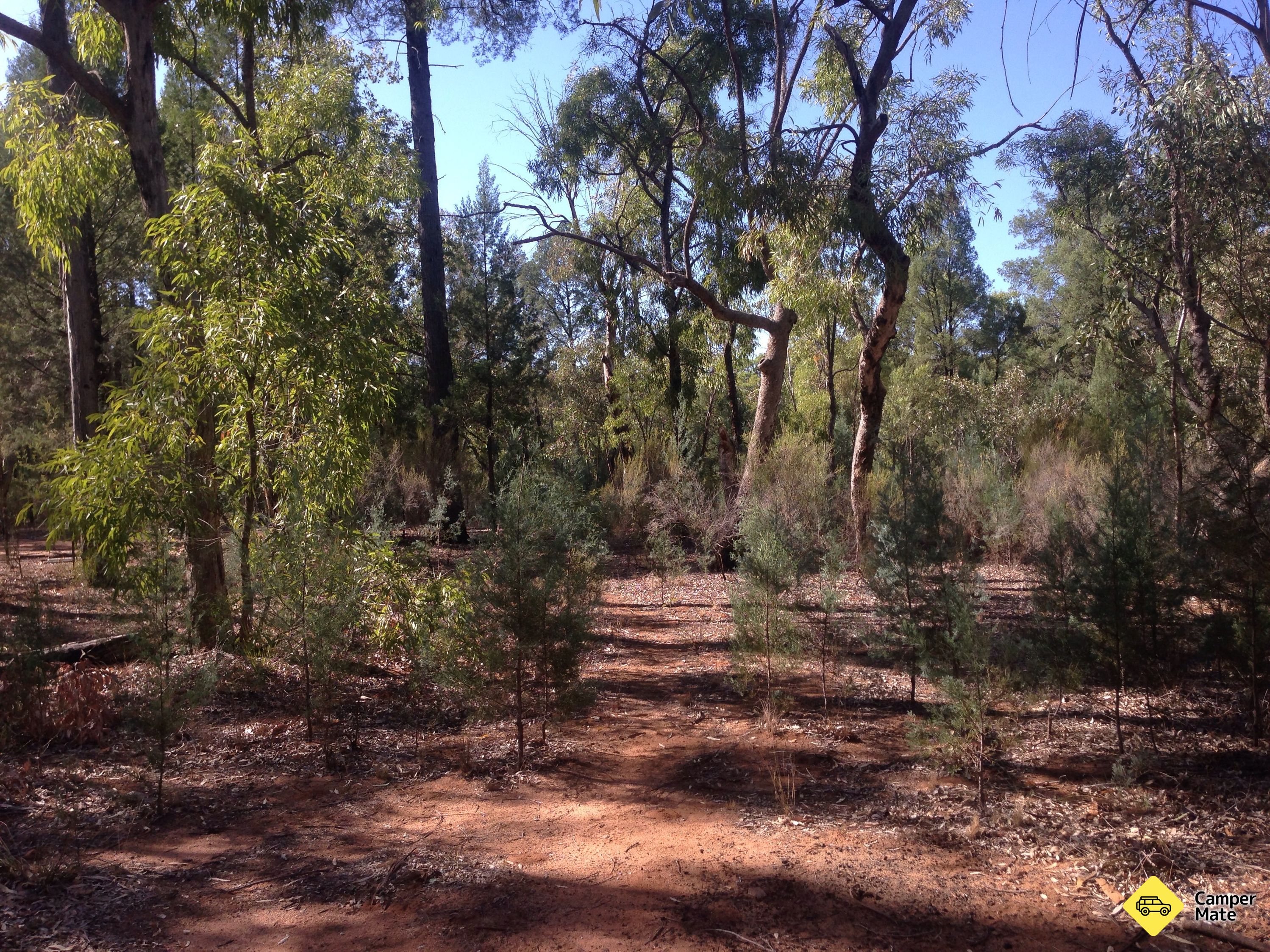 Sculpturi în Scrub Camping & Picnic Area