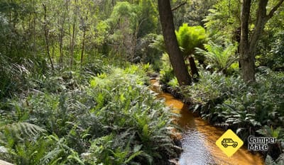 Lilly Pilly Gully Track