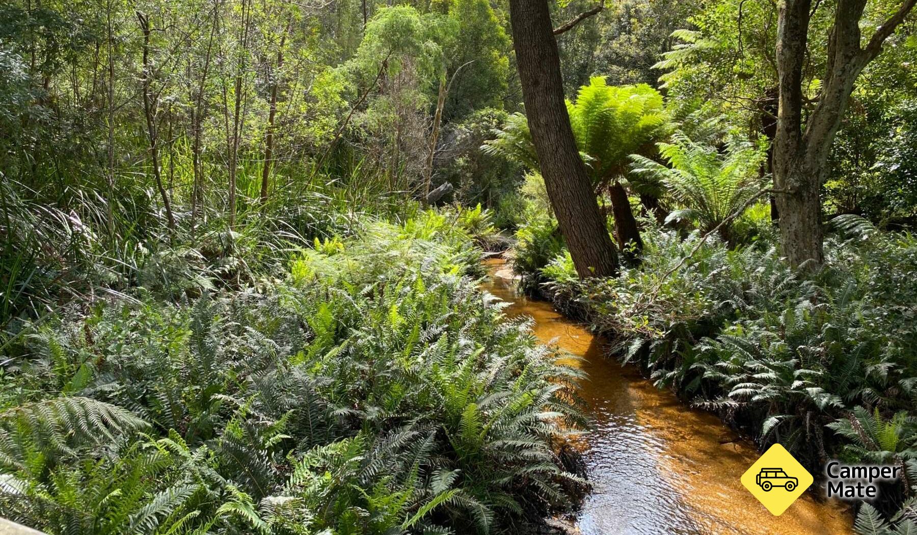 Lilly Pilly Gully Track