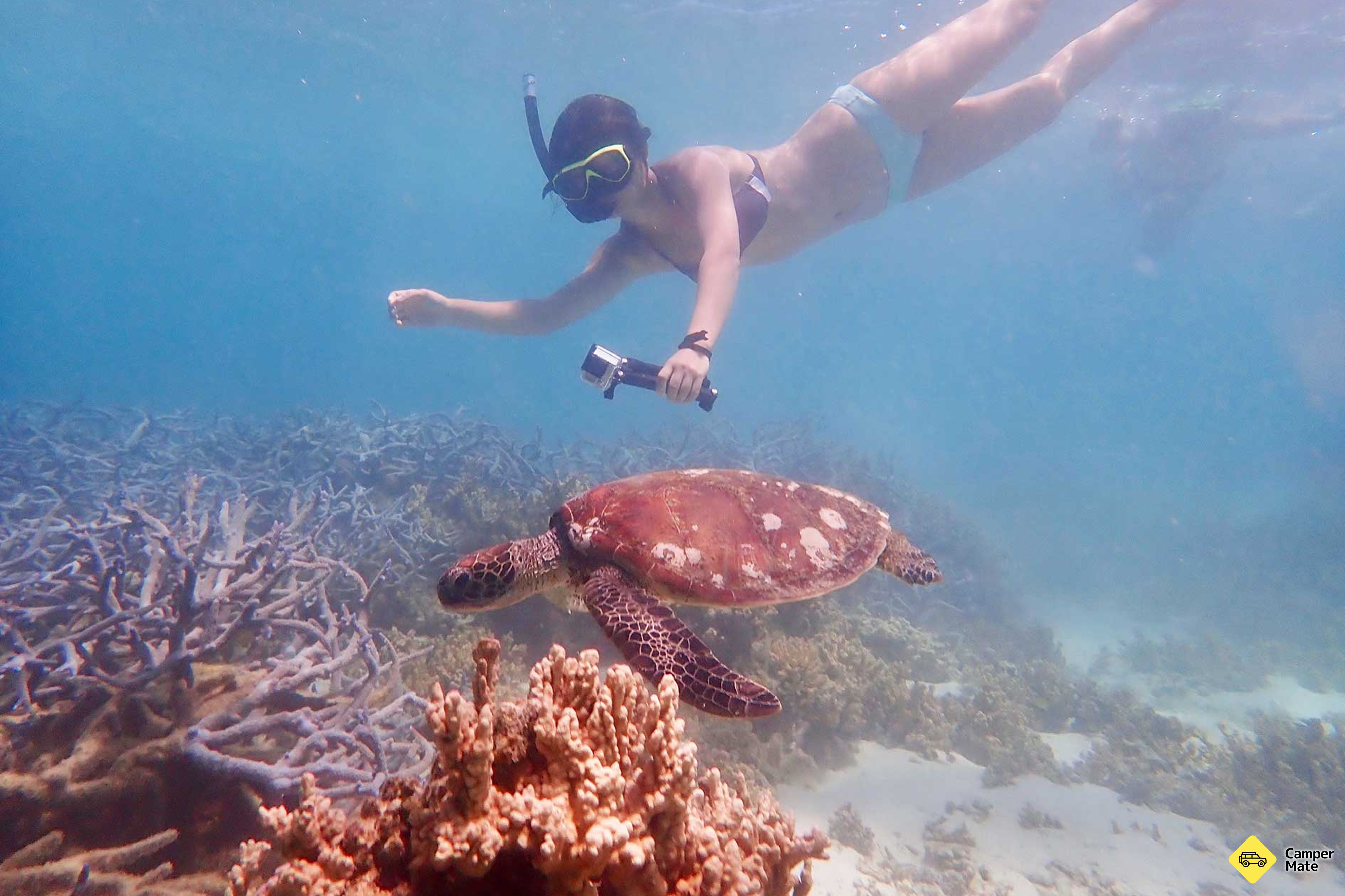 Tur Turtle by Sea Kayak dan Snorkel Tour - Image 2