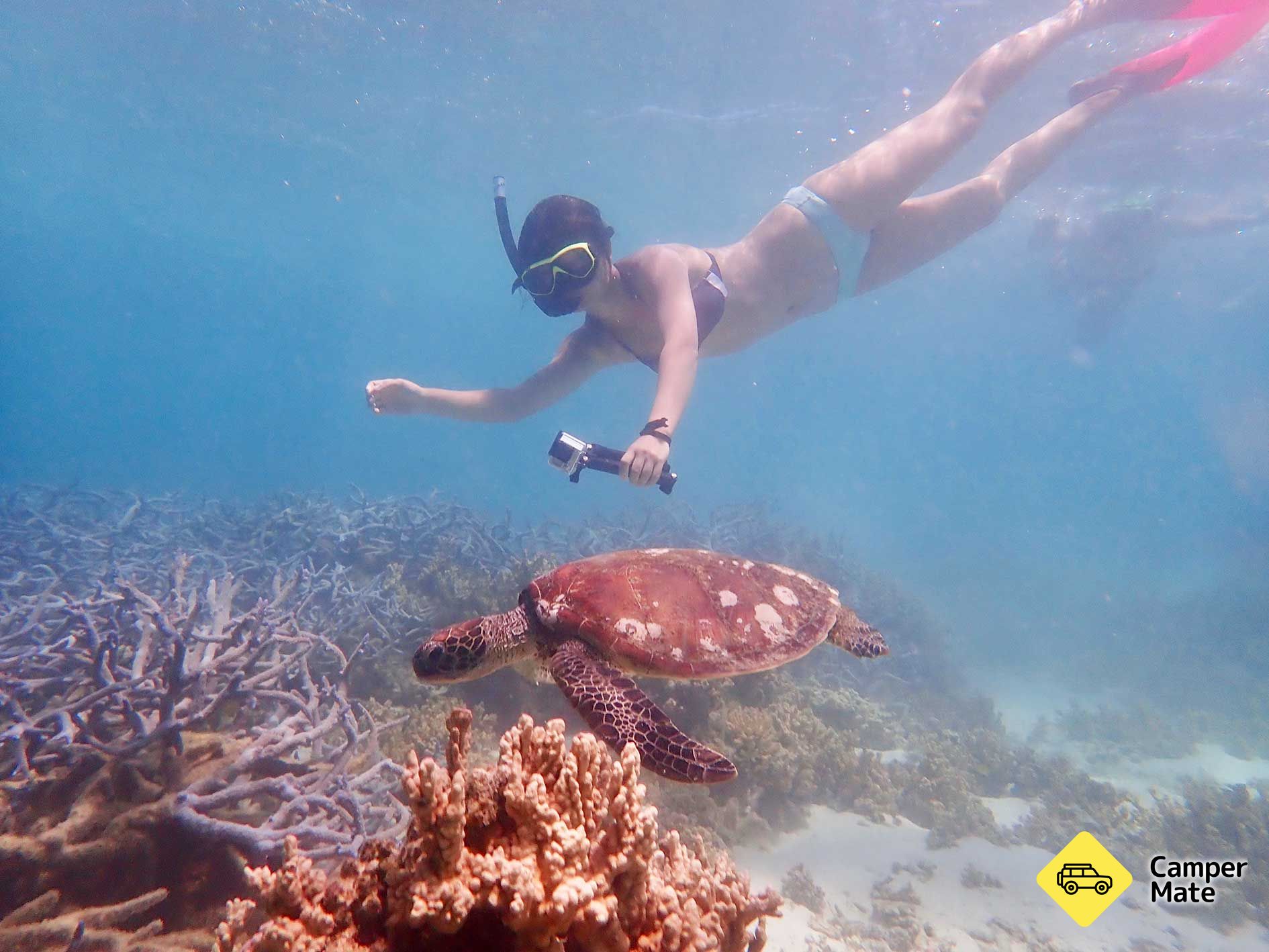 Turtle Tour by Sea Kayak and Snorkel Tour - Image 2
