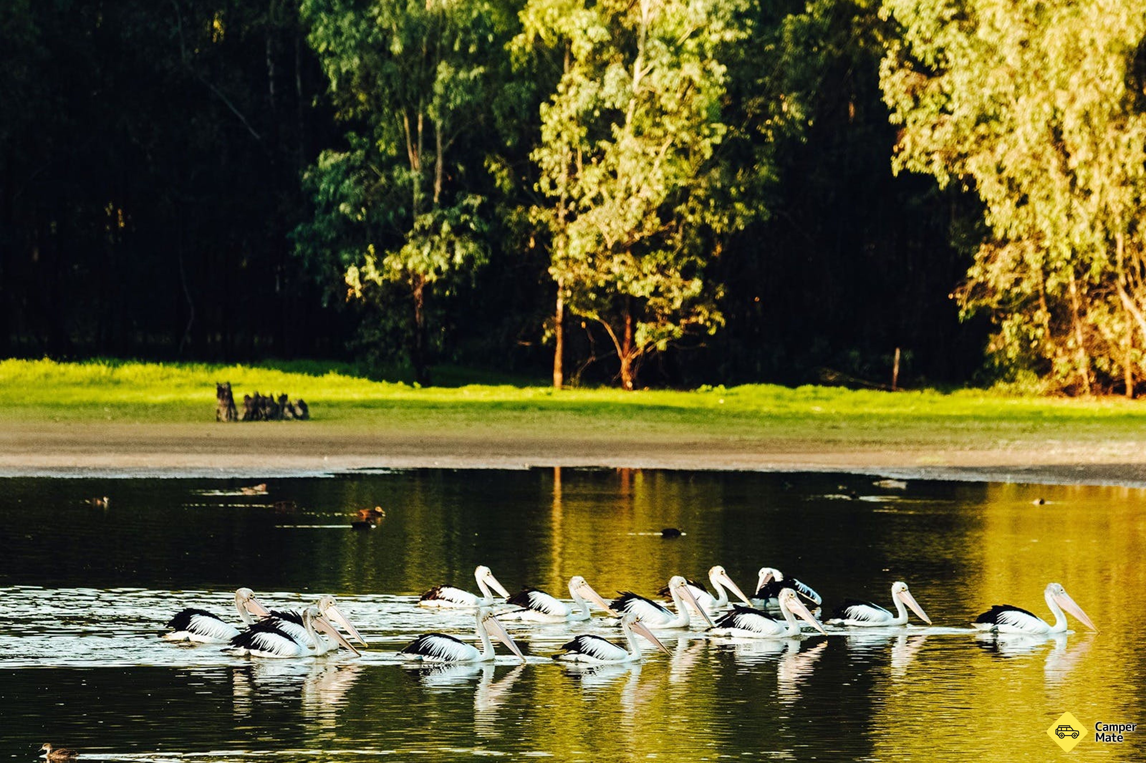 Wonga Wetlands - Image 2