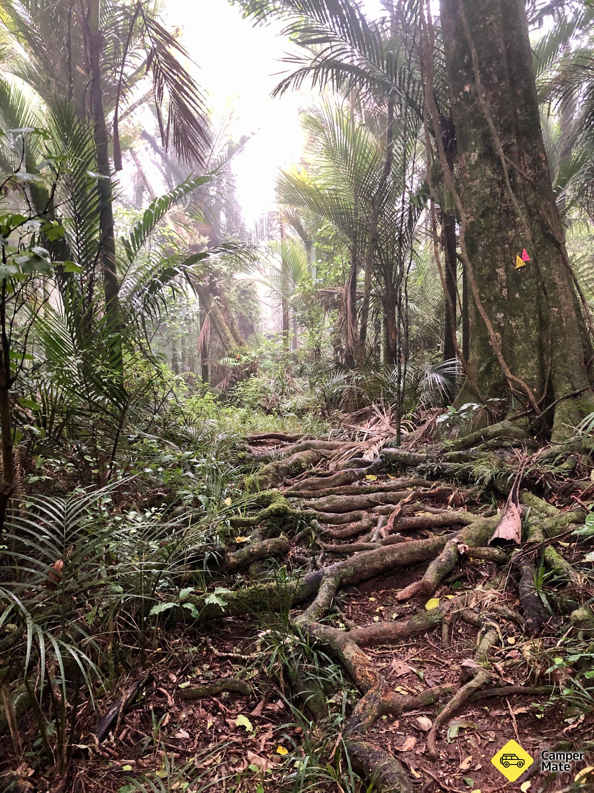 Hakarimata Scenic Reserve Walks - Image 3