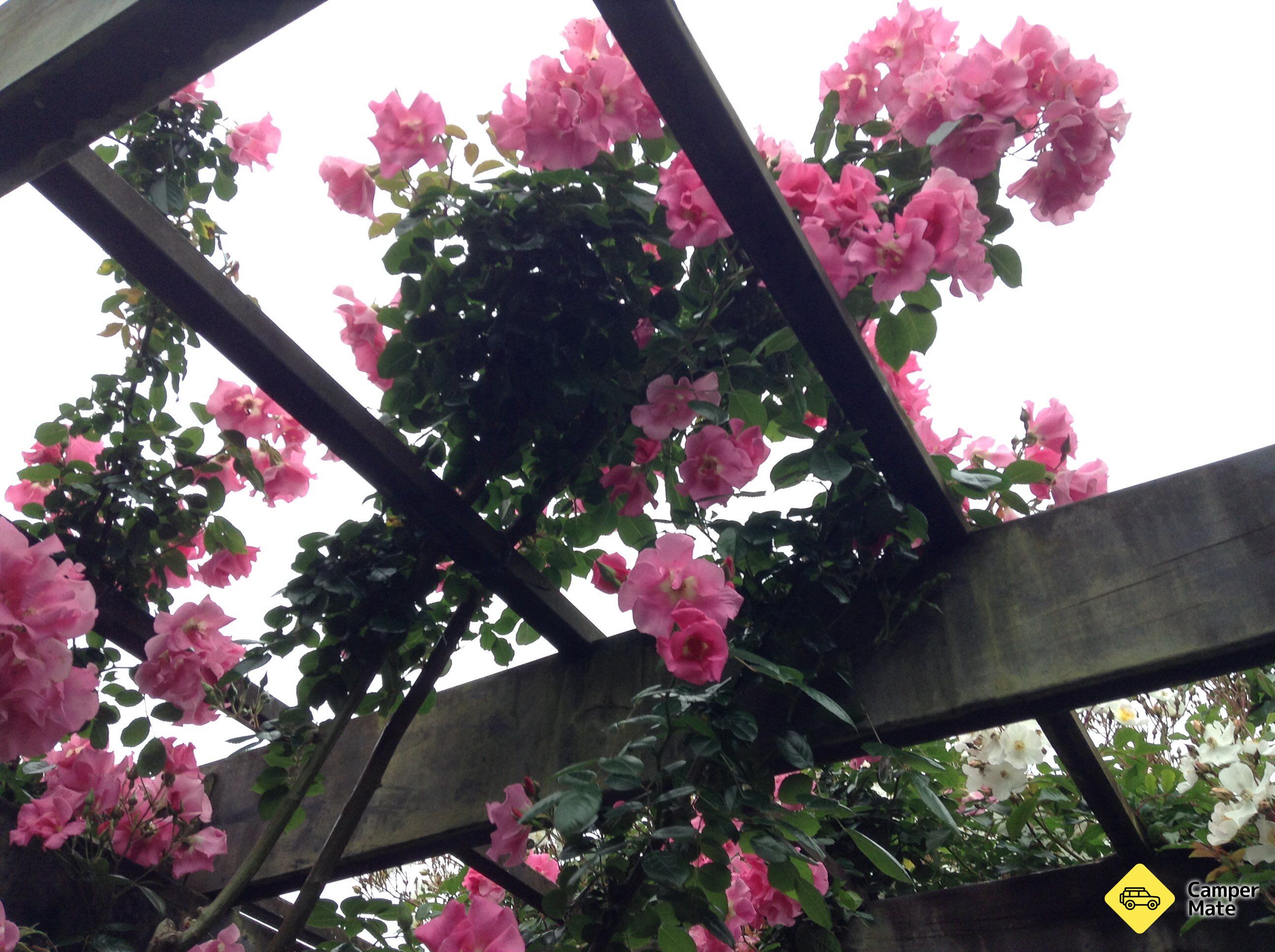 Auckland Botanic Gardens - Image 3
