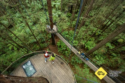 Redwoods Treewalk & Redwoods Altitude