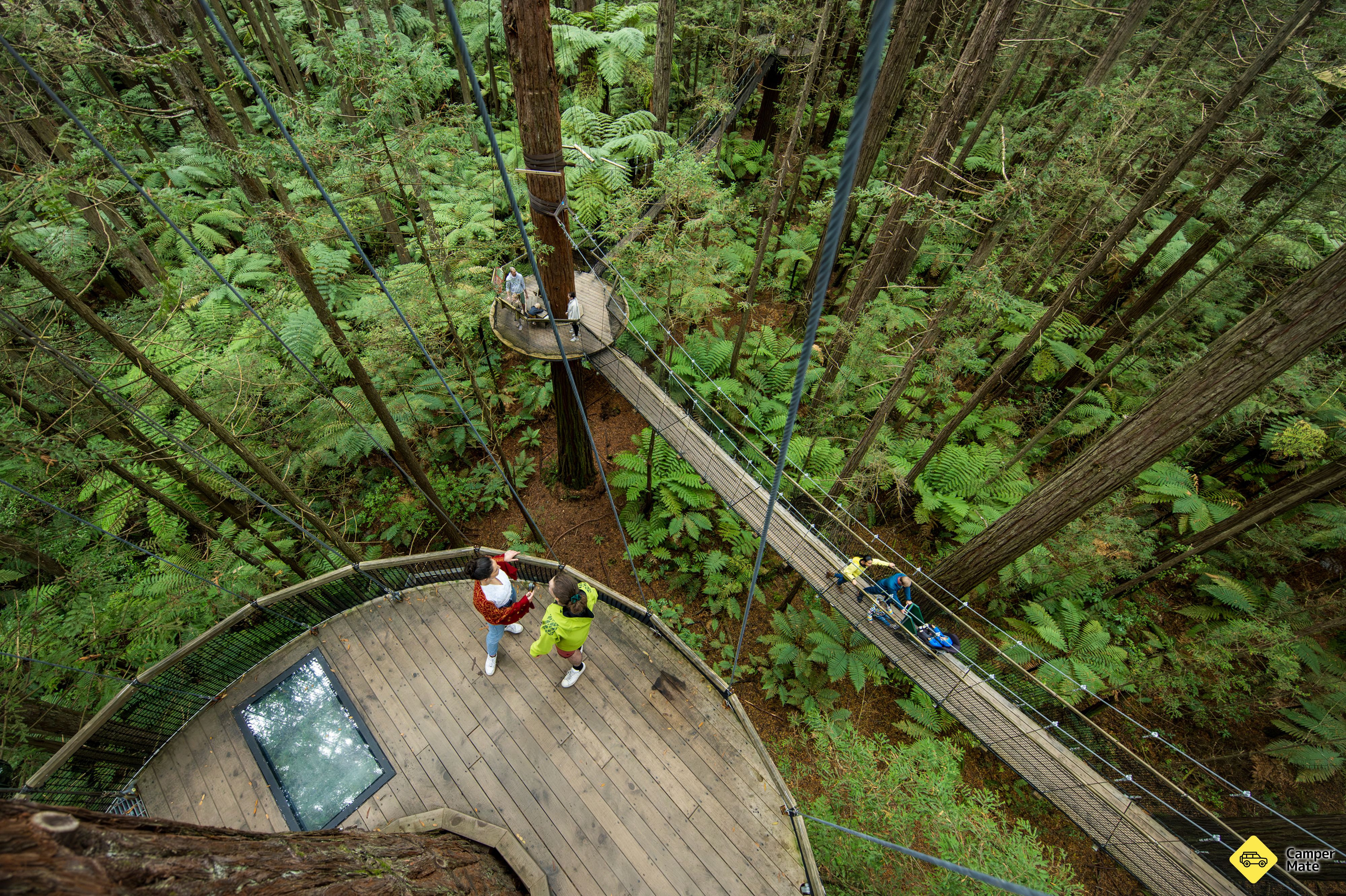 Redwoods Treewalk & Redwoods Altitude
