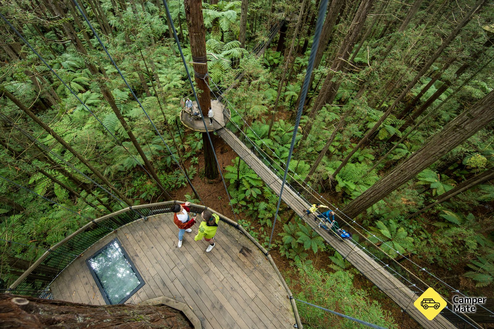 Redwoods Tree Walk