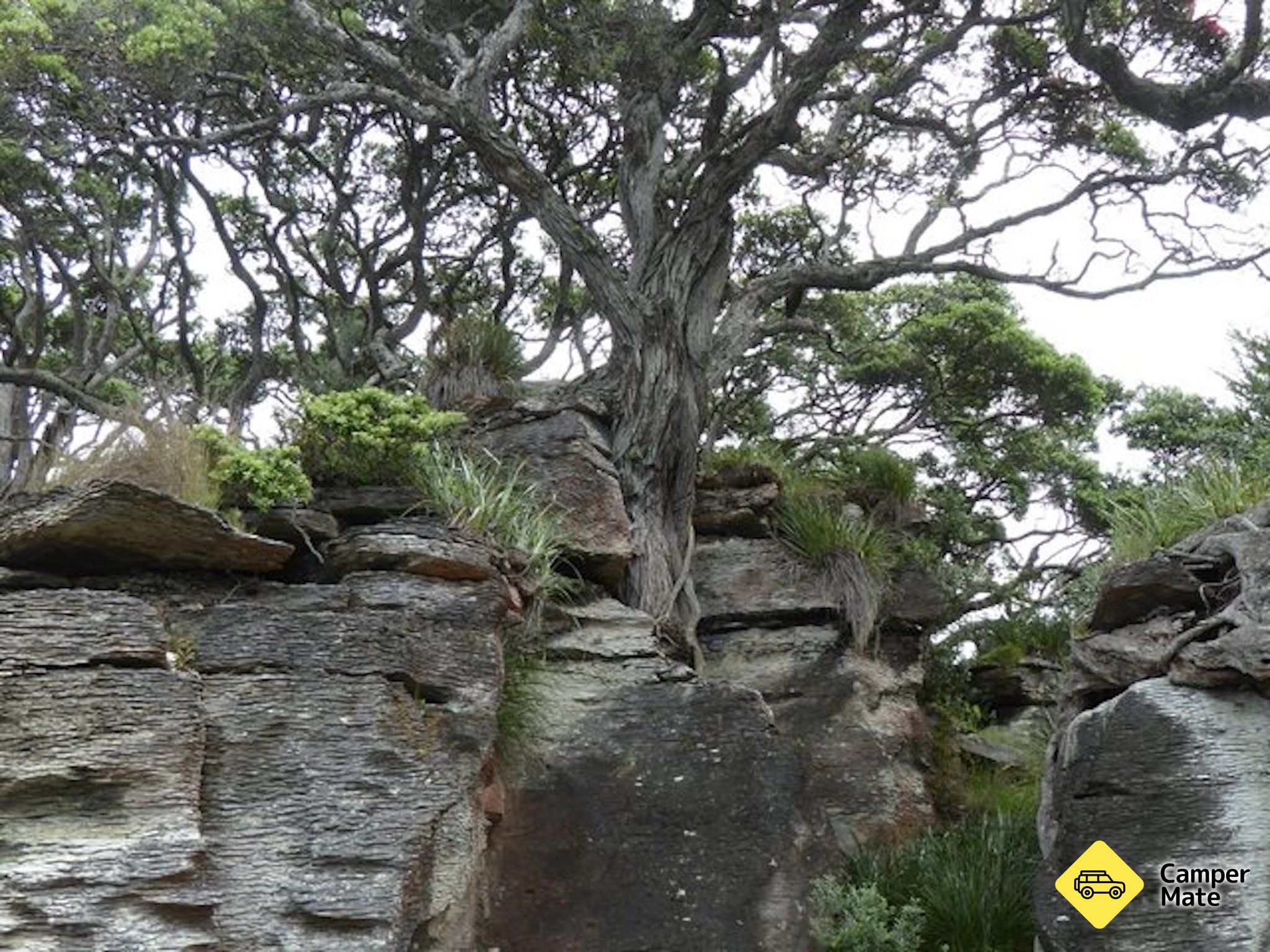 Waipu Coastal Walkway - Image 2