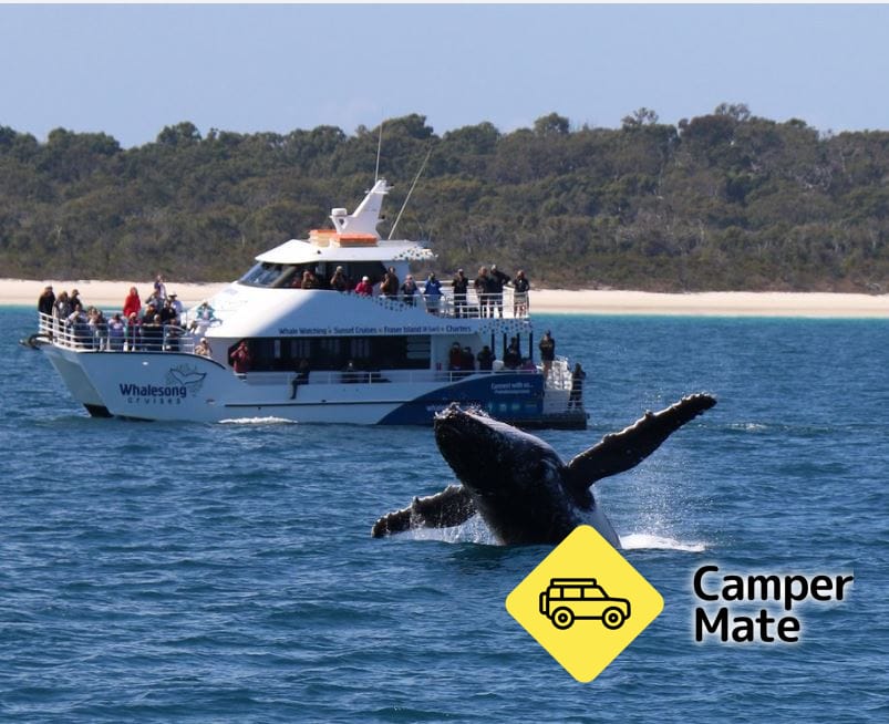 Whalesong Cruises Hervey Bay - Image 3