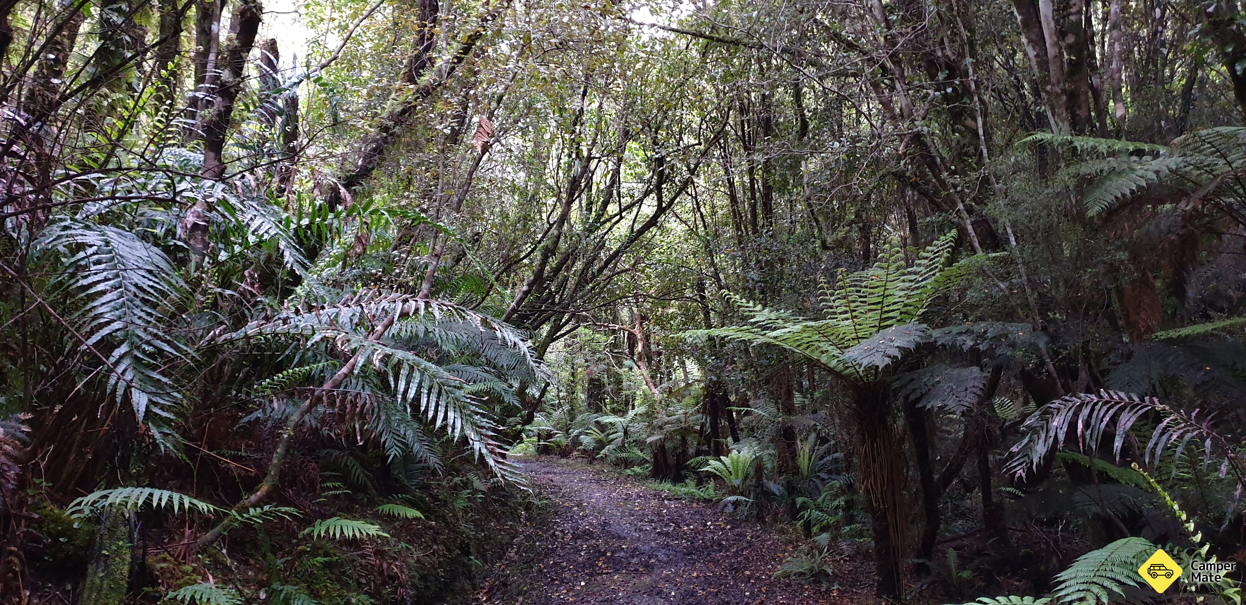 De Fern Gully Track - Image 2