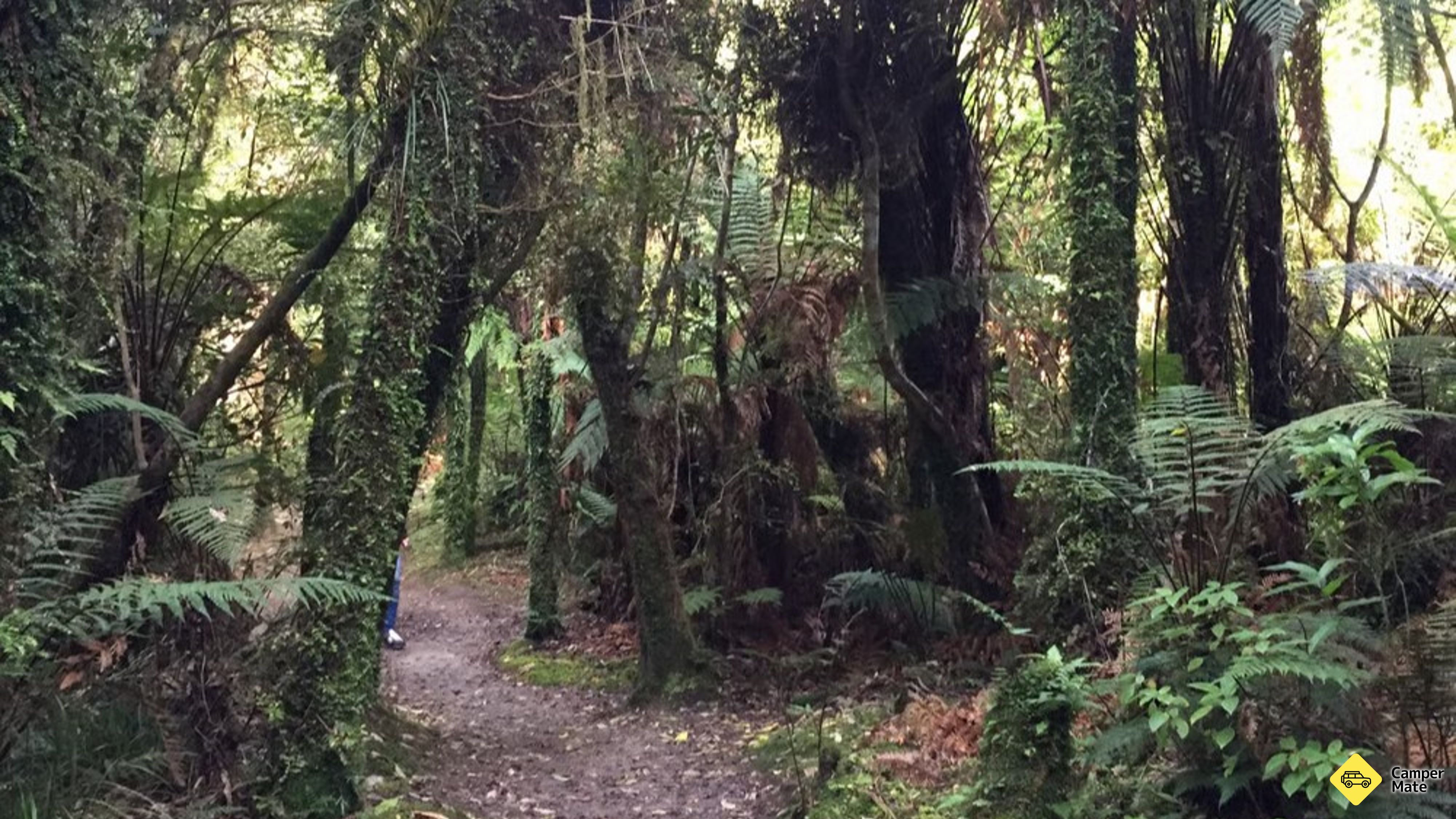 Cammina di Mananui Bush