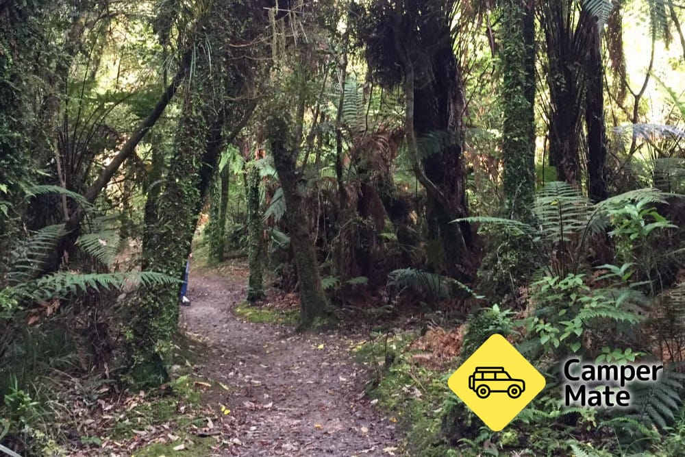 Mananui Bush Wanderung
