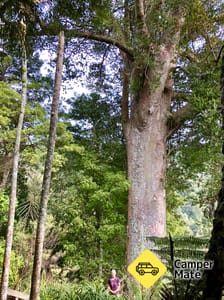 Kauri Loop Track