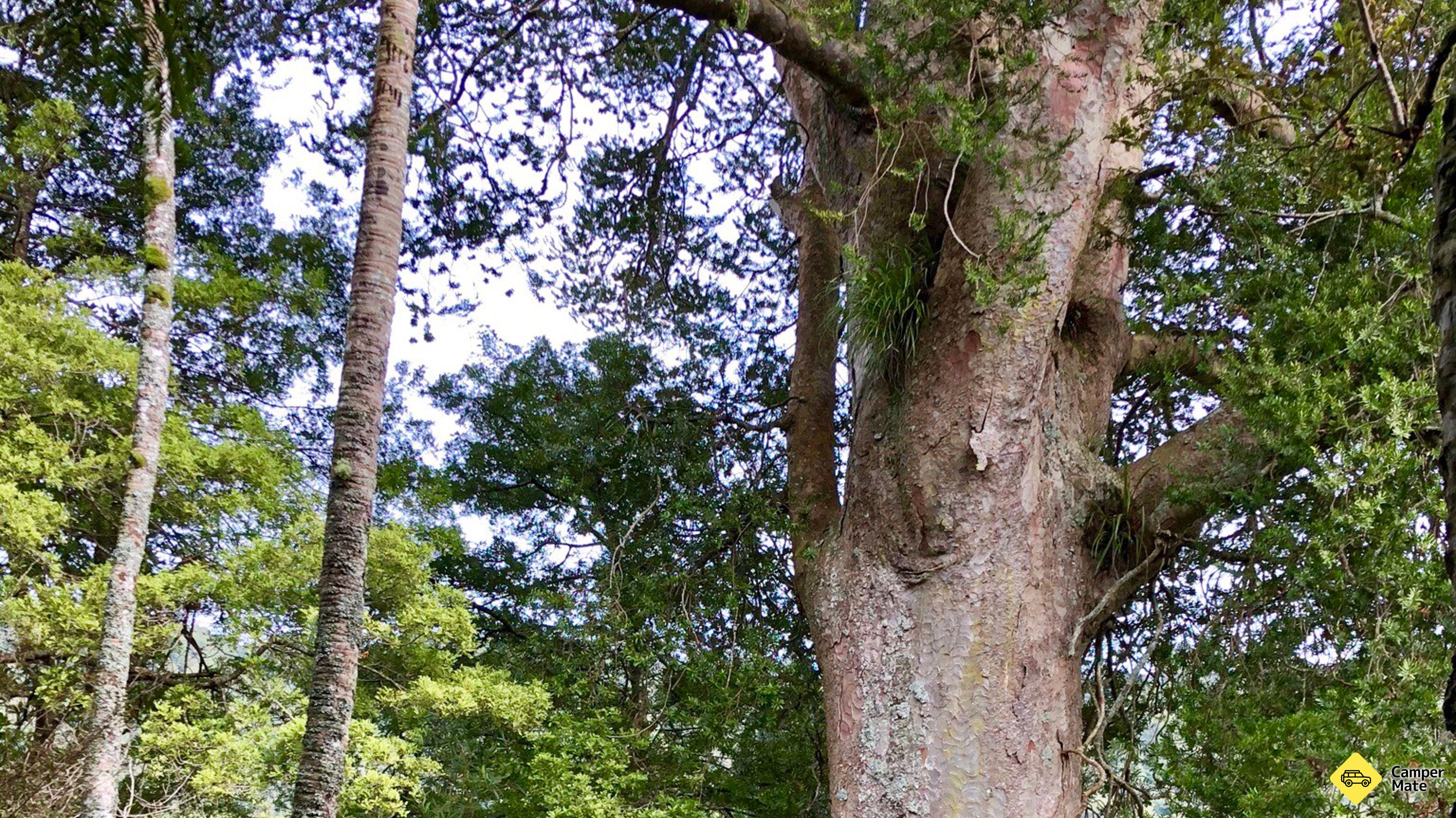Kauri Loop spor
