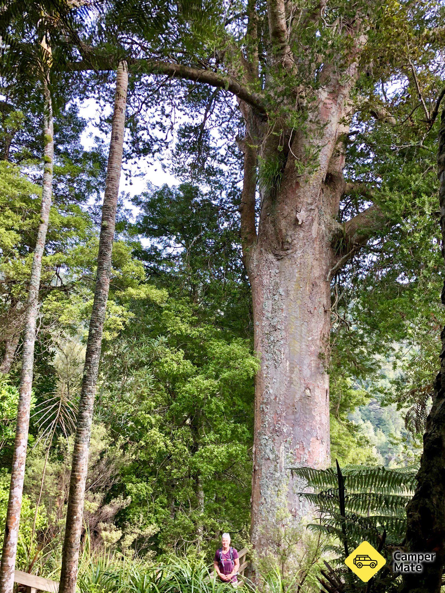 Kauri Loop Track