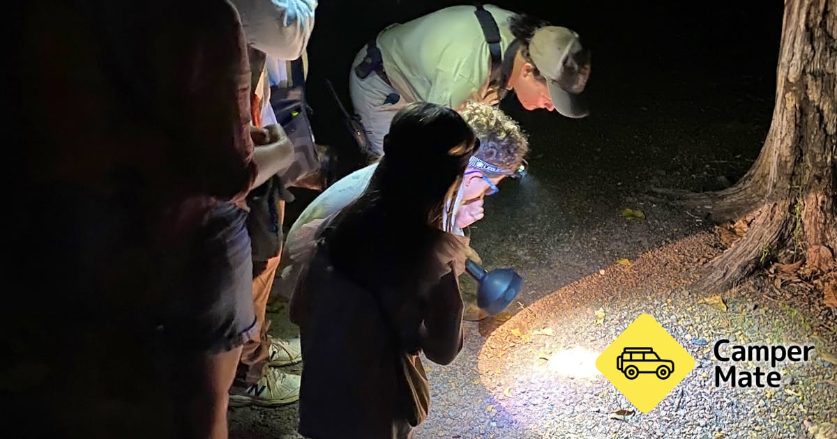 Spot the Nightlife - Guided Nocturnal Walk at Howard Springs Nature Park