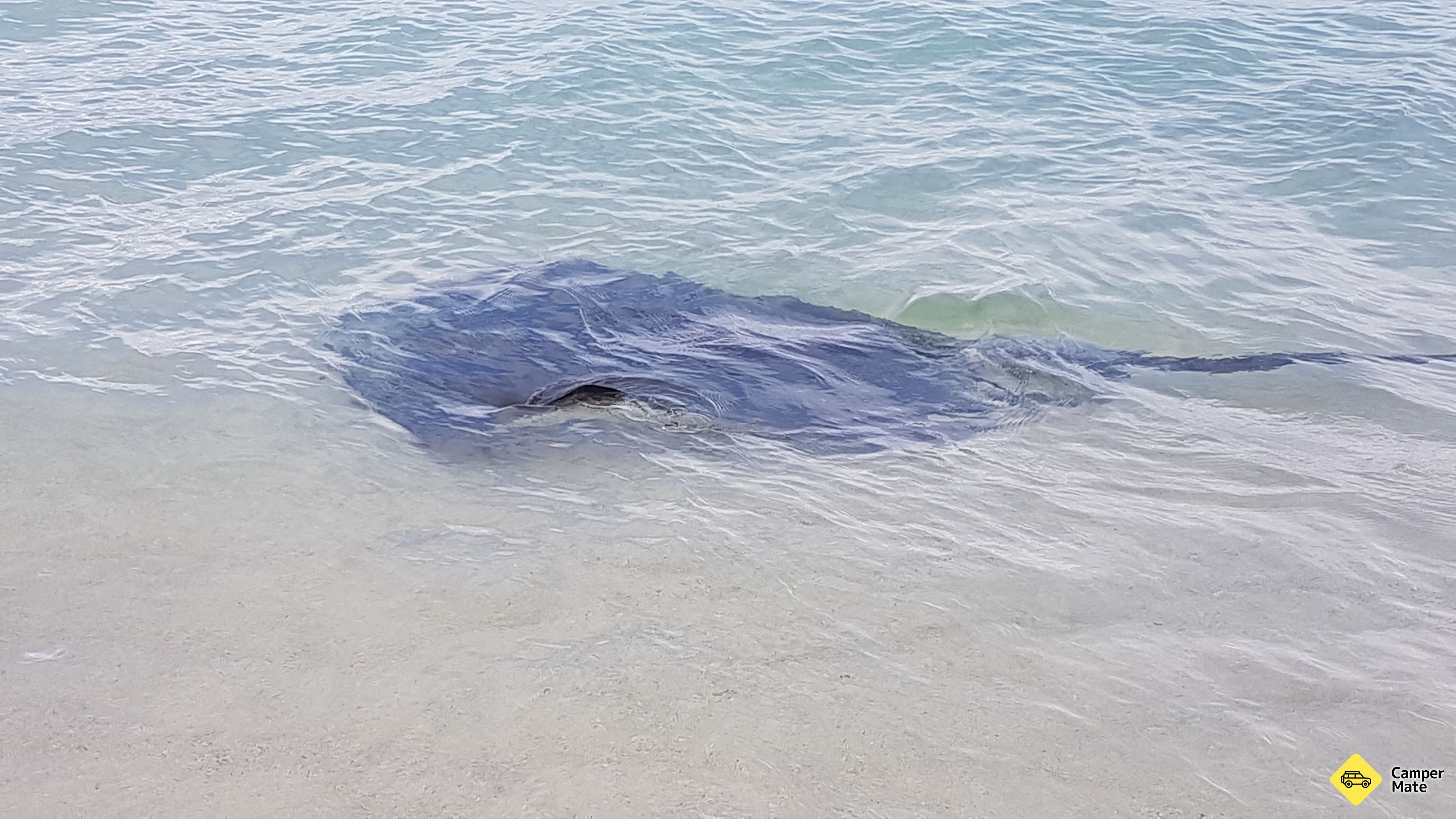 Hamelin Bay - Image 3