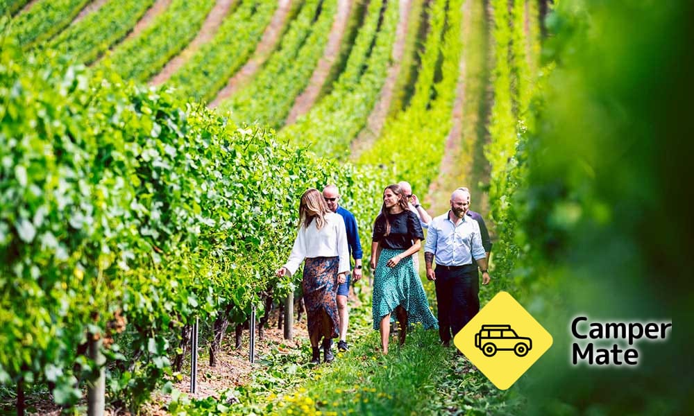 Tour de dégustation de vins de Tasmanie du Sud en journée complète - Image 3